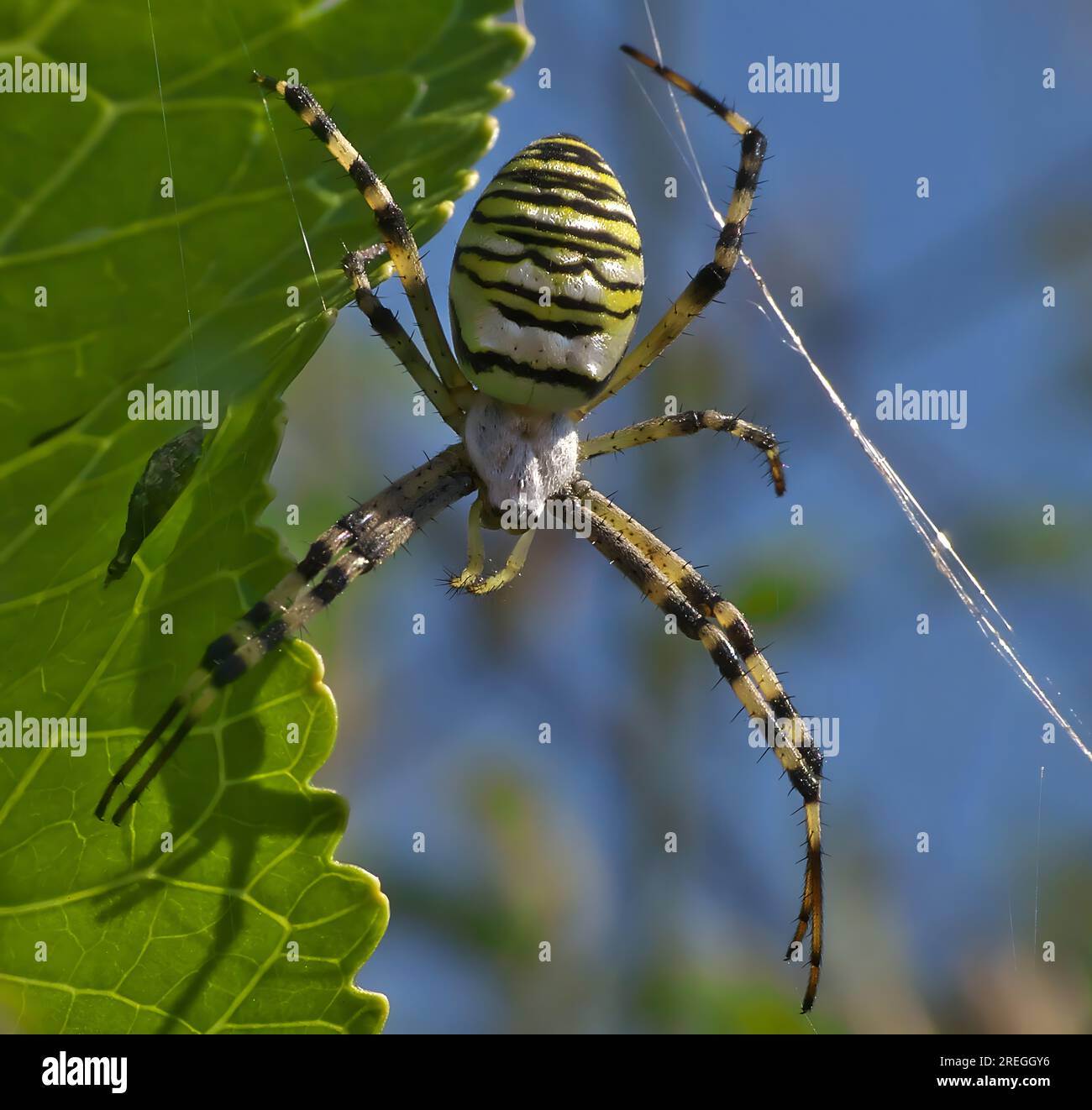 Ragno su un web, una foto ravvicinata. crociera wasp Foto Stock