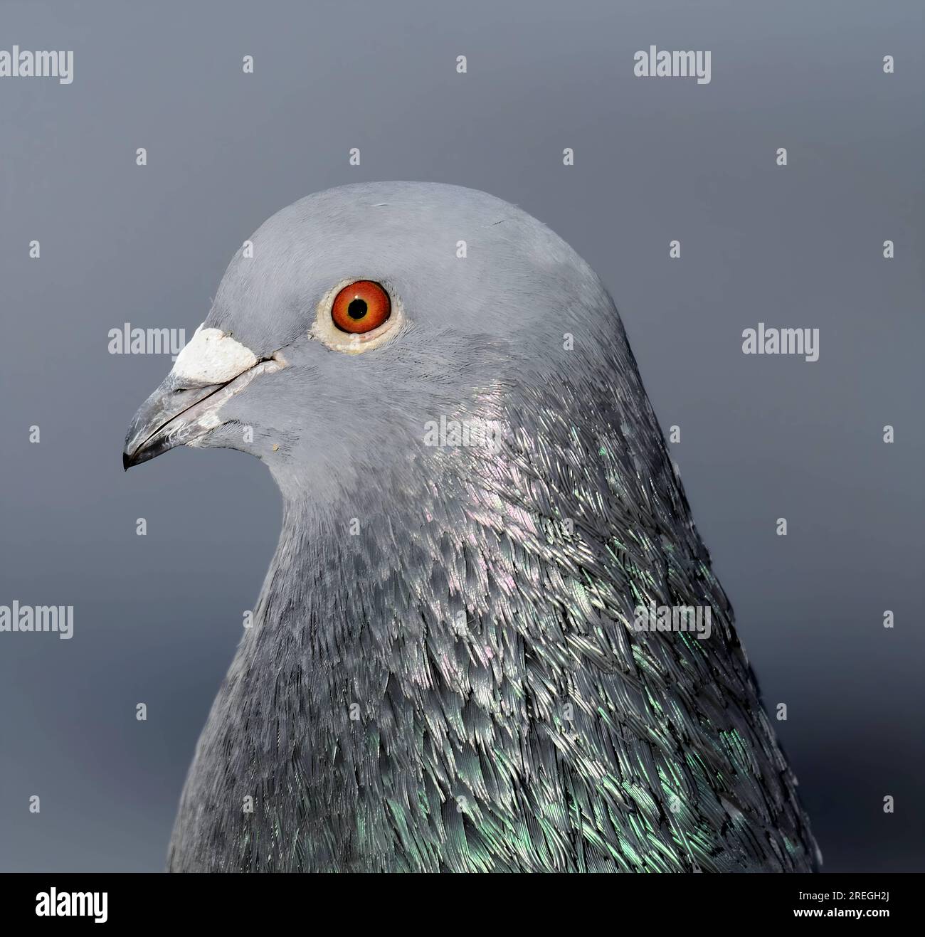 Pigeon, un colpo di testa molto vicino. Foto Stock