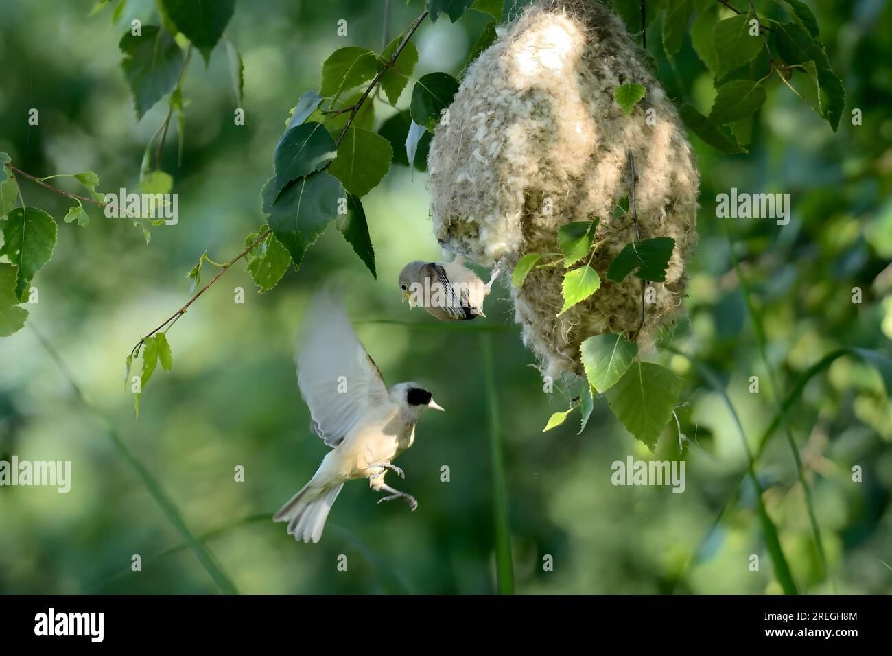 Titolo di pendola eurasiatica in volo per nidificare. Foto Stock