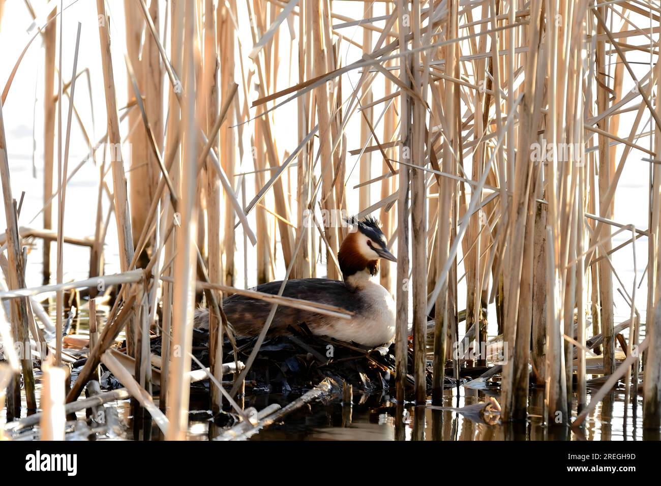Grande grasso crestato nel nido. Foto Stock