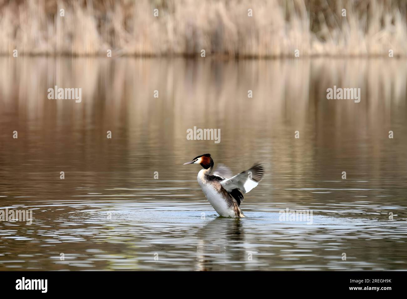Ottimo grasso crestato che si prepara a volare con le ali sparse. Foto Stock