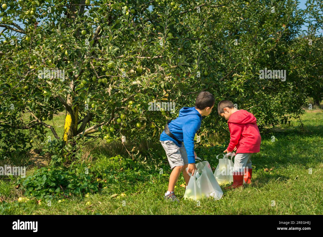 Due ragazzi che raccolgono le mele al frutteto in autunno. Foto Stock