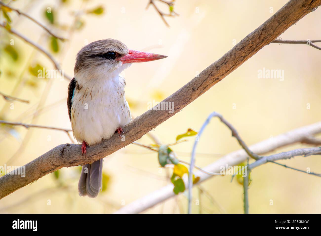 Kingfisher con cappuccio marrone (Halcyon albiventris) su un ramoscello, Kruger National Park, Mpumalanga, Sudafrica Foto Stock