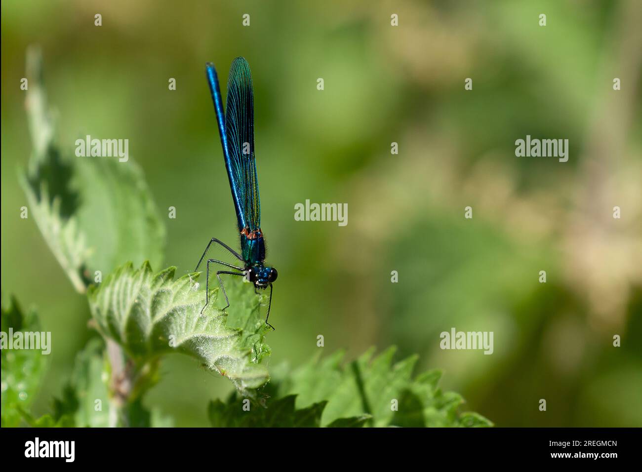Una demoiselle damselfly banded da vicino in un congedo a Norfolk in Inghilterra. Insetto alato volante blu a riposo Foto Stock