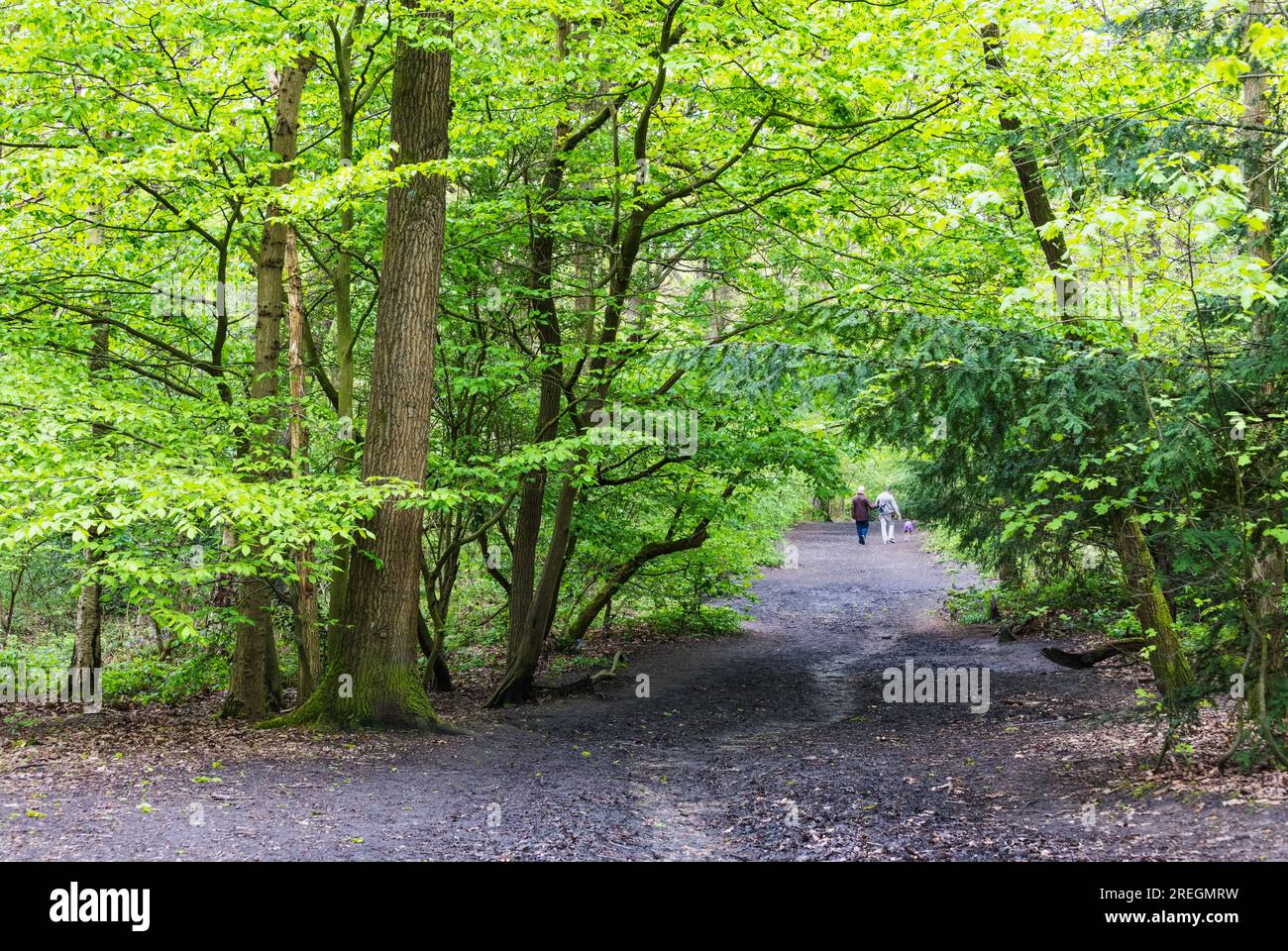 Un percorso a Oxleas Woods, Greenwich, Londra, Inghilterra Foto Stock