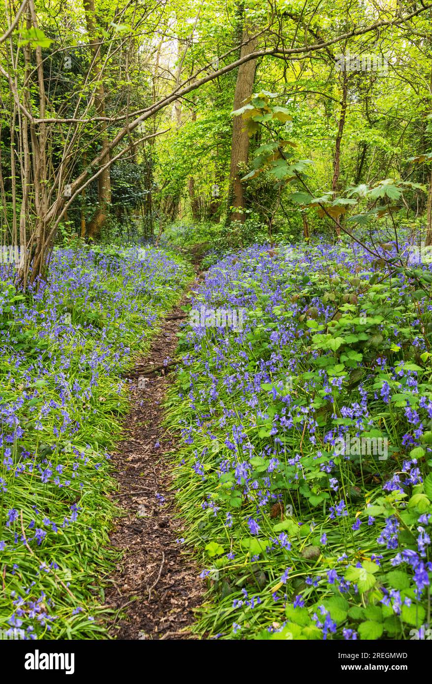 Un percorso attraverso le campane blu a Oxleas Woods, Greenwich, Londra, Inghilterra Foto Stock