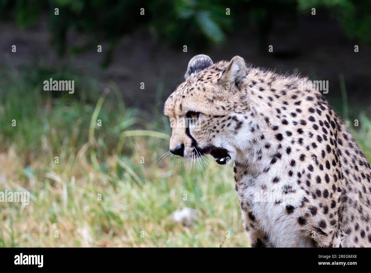 Cheetah in una radura, un porrait Foto Stock
