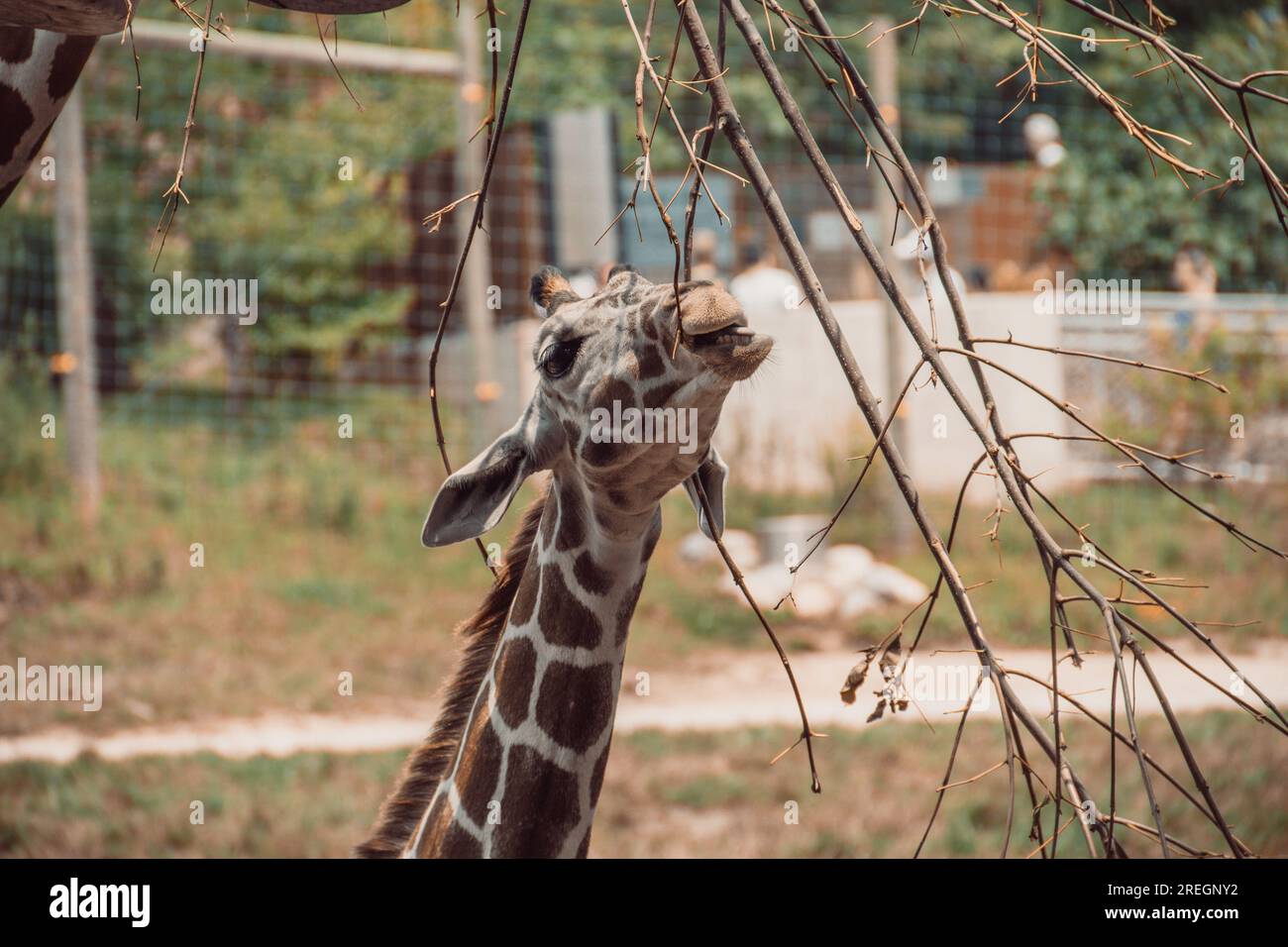 Giraffa Foto Stock