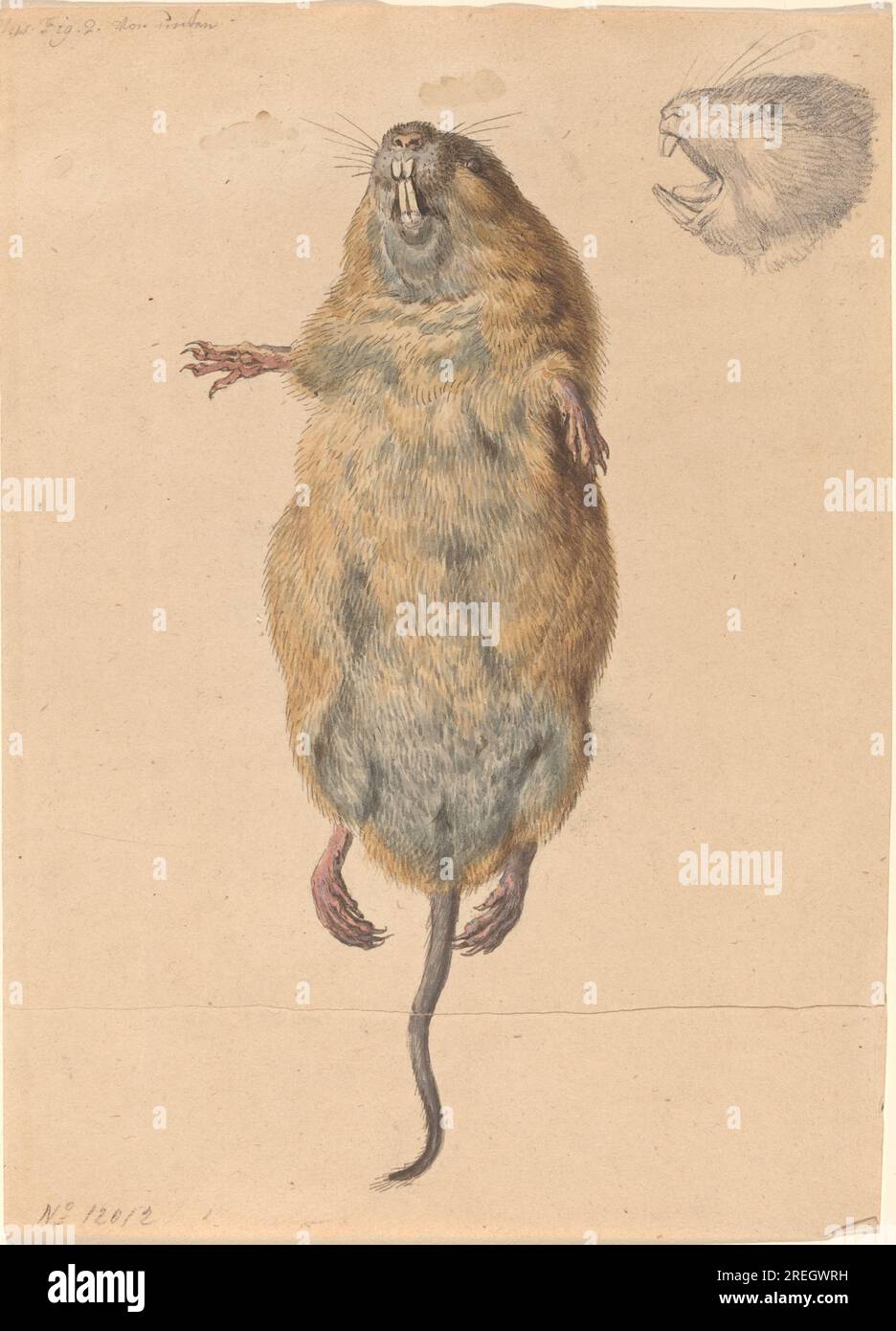 "Johann Rudolph Schellenberg, A Field mouse, from below, c. 1775, acquerello con grafite e penna nera e inchiostro su carta tessuta, totale: 20,1 x 14,3 cm (7 15/16 x 5 5/8 poll.), regalo di Andrew Robison, 2003.48.3" Foto Stock