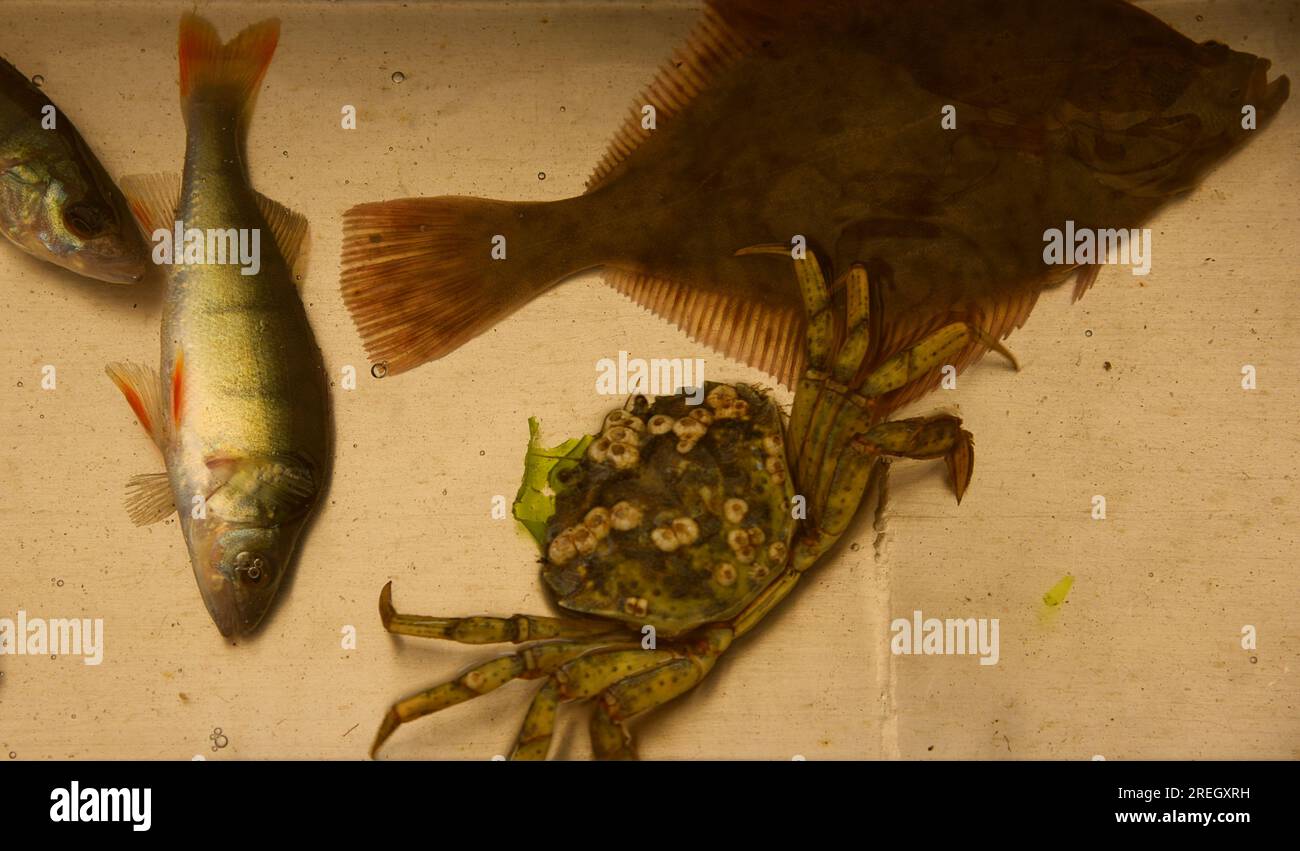 Den Oever, Paesi Bassi. 9 luglio 2023. La cattura di un peschereccio sul Mare di Wadden. Foto di alta qualità Foto Stock