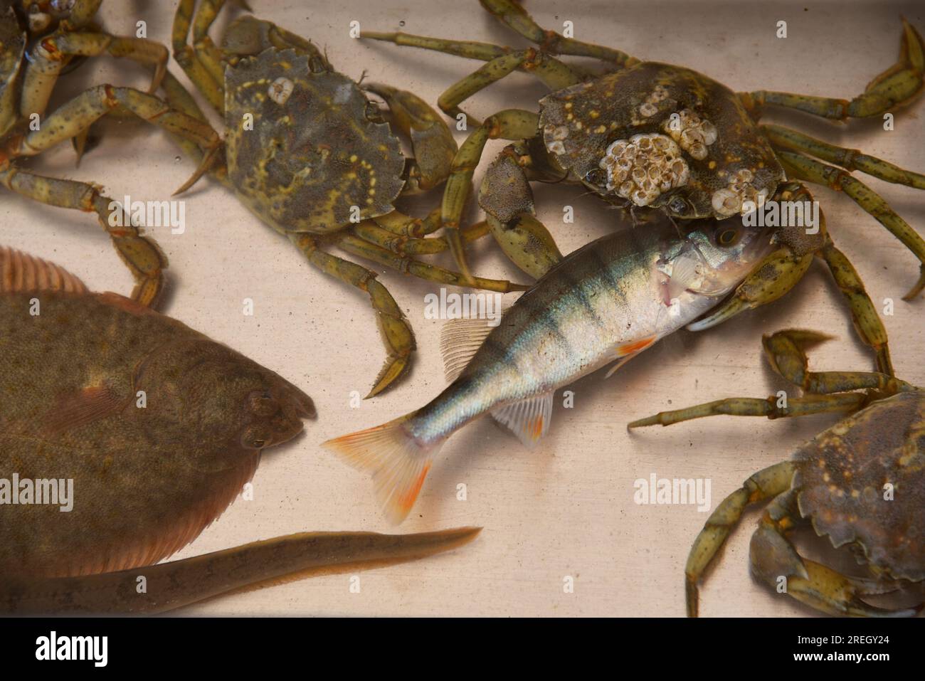 Den Oever, Paesi Bassi. 9 luglio 2023. La cattura di un peschereccio sul Mare di Wadden. Foto di alta qualità Foto Stock