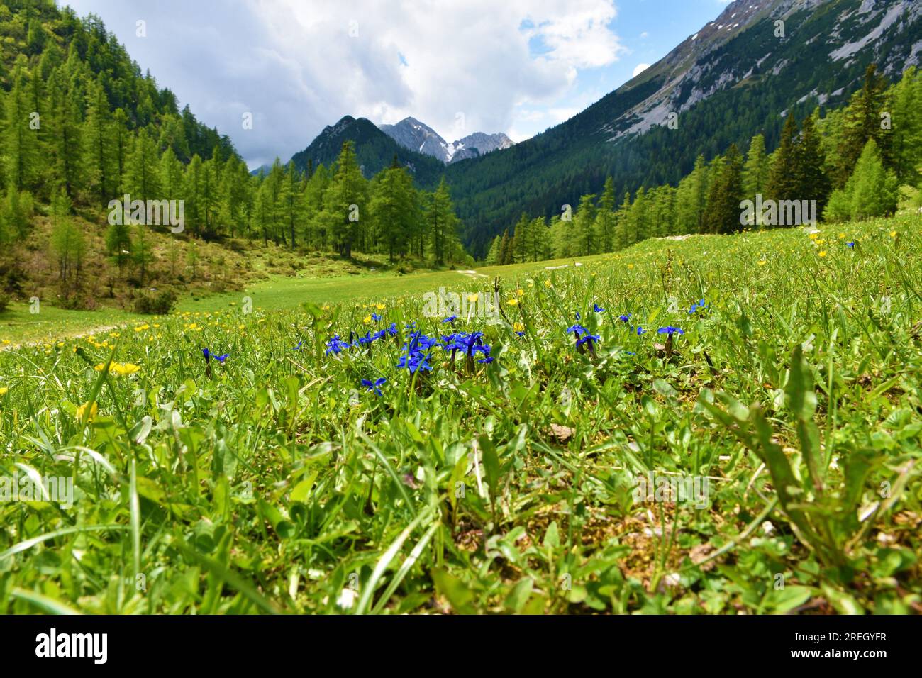 La genziana blu primaverile (Gentiana verna) fiorisce in modo selettivo in un prato a Zelenica, sulle montagne del Karavanke, Slovenia, con il monte Stol alle spalle Foto Stock