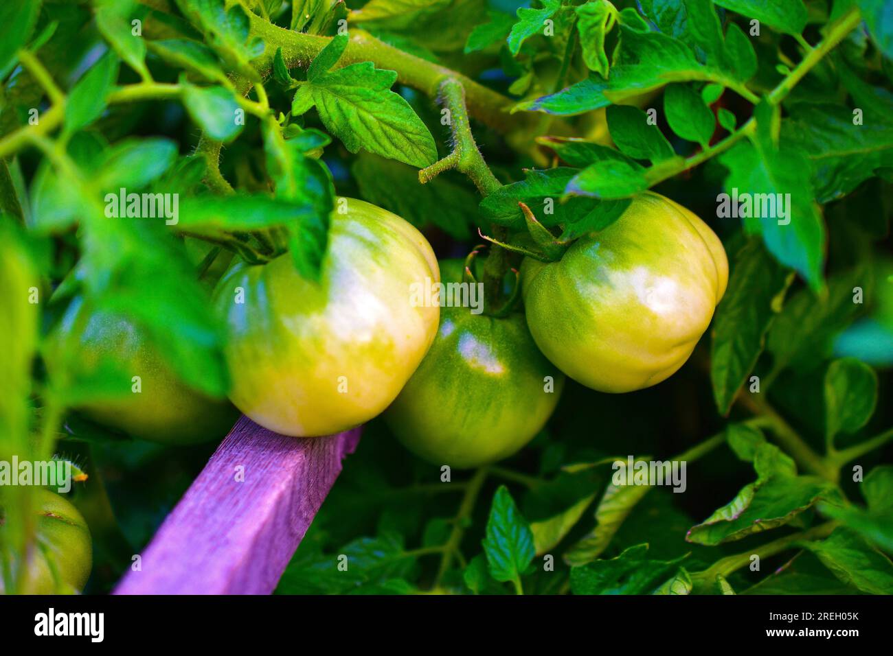 Frutta verde e non matura di pomodori su un Bush Foto Stock