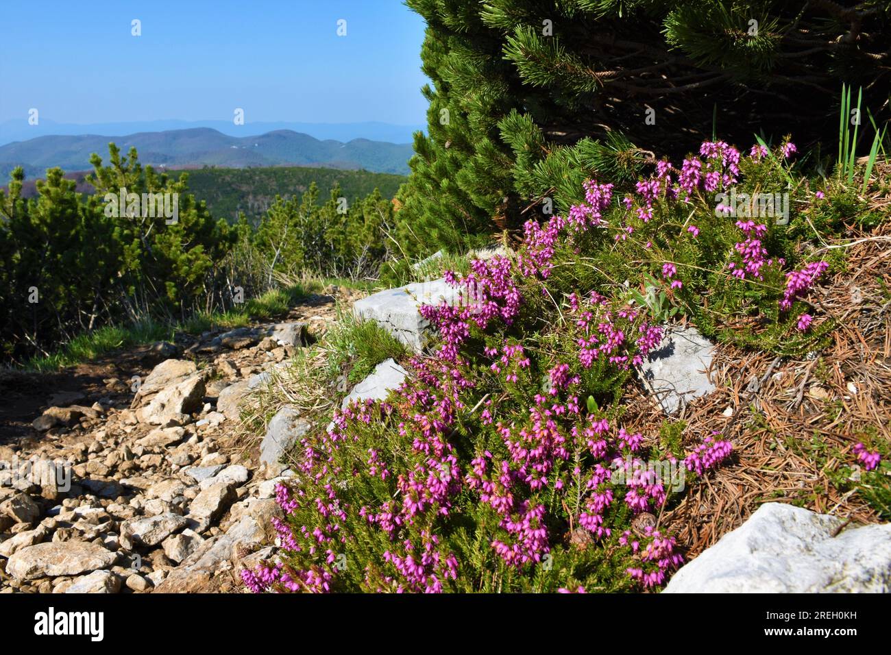 Brughiera invernale in fiore rosa (Erica carnea) accanto al sentiero per il monte Snežnik a Notranjska, Slovenia Foto Stock
