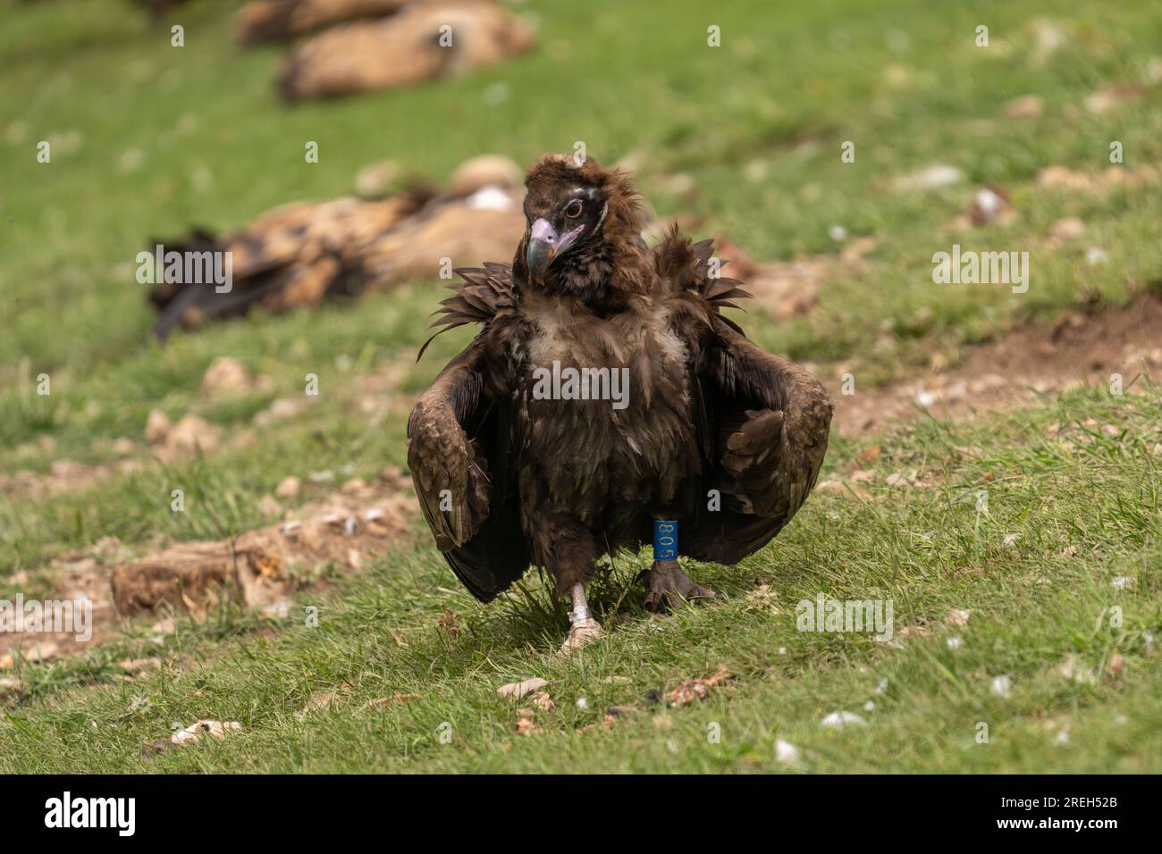 L'avvoltoio cinereo (Aegypius monachus), noto anche come avvoltoio nero eurasiatico, uno dei più grandi uccelli volanti del mondo, contendendo il titolo con le andine Foto Stock