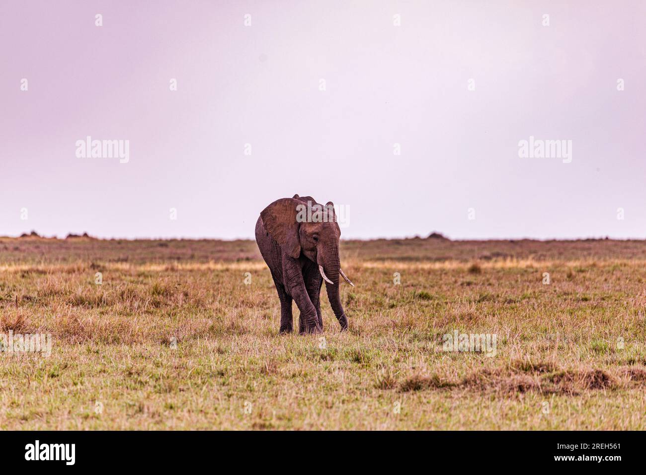 La riserva nazionale di Maasai Mara è un'area di savana preservata nel Kenya sudoccidentale, lungo il confine con la Tanzania. Tra i suoi animali vi sono i leoni, Foto Stock