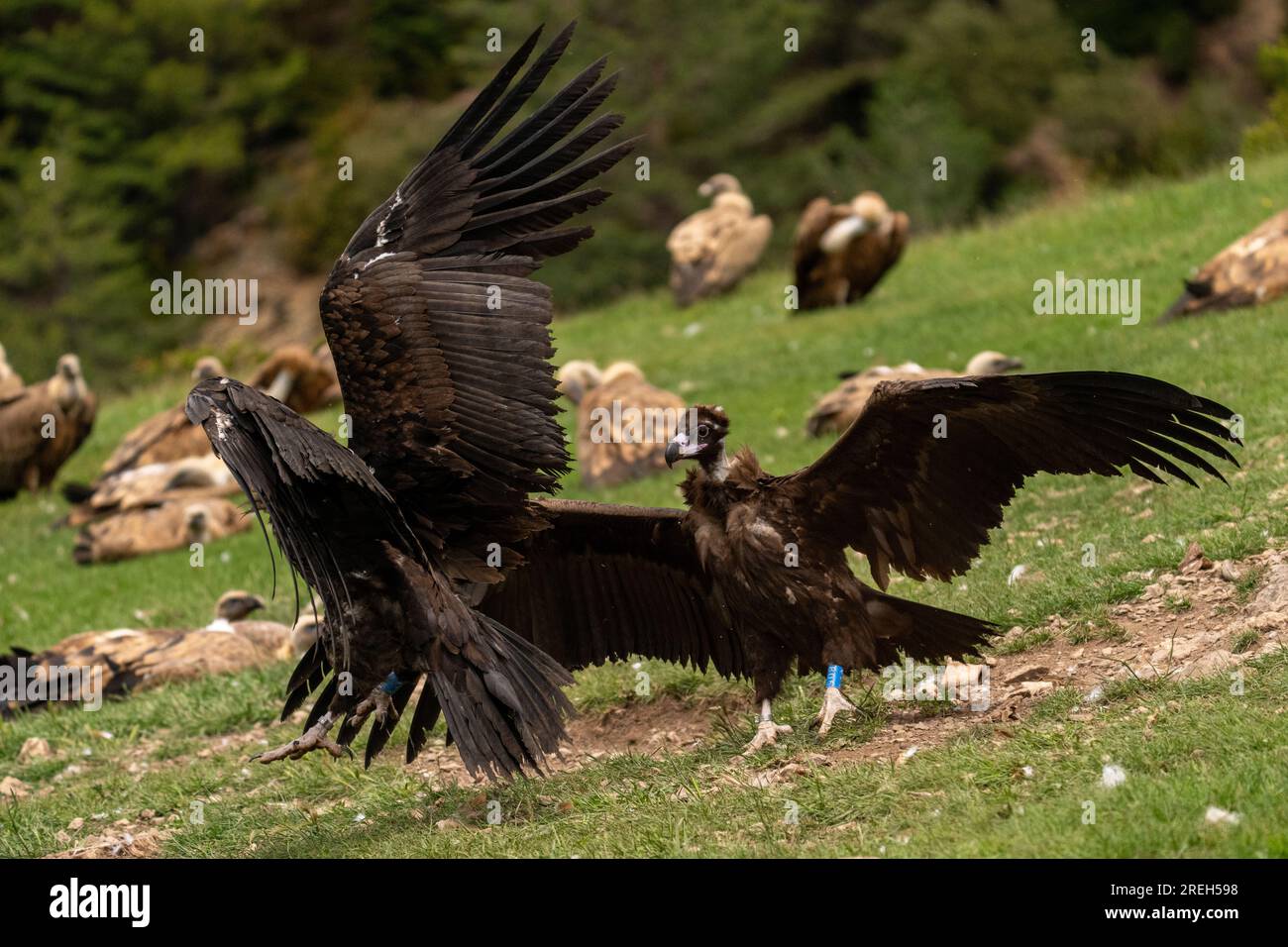 L'avvoltoio cinereo (Aegypius monachus), noto anche come avvoltoio nero eurasiatico, uno dei più grandi uccelli volanti del mondo, contendendo il titolo con le andine Foto Stock