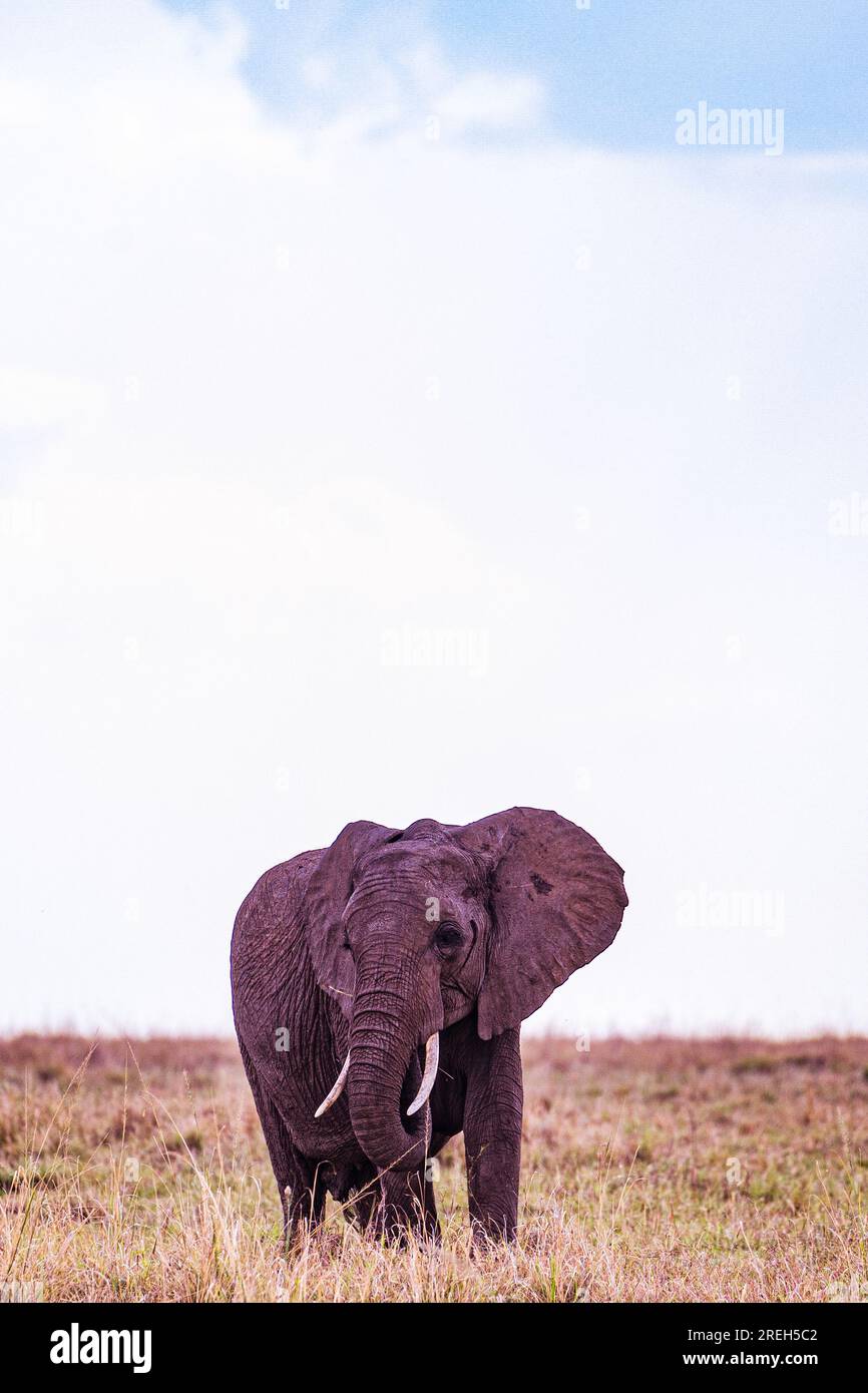 La riserva nazionale di Maasai Mara è un'area di savana preservata nel Kenya sudoccidentale, lungo il confine con la Tanzania. Tra i suoi animali vi sono i leoni, Foto Stock