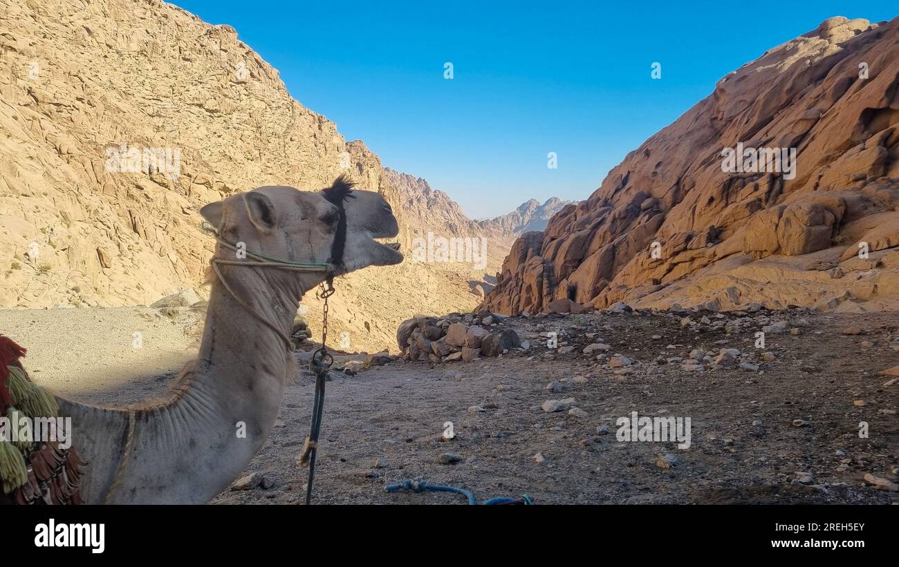 Tour dell'altopiano del Sinai con cammelli vicino al monastero di Santa Caterina (دير القدّيسة كاترين o Moni tis Agias Aikaterinis), ufficialmente il Sacro Autonom Foto Stock