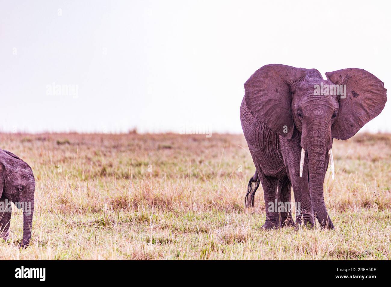 La riserva nazionale di Maasai Mara è un'area di savana preservata nel Kenya sudoccidentale, lungo il confine con la Tanzania. Tra i suoi animali vi sono i leoni, Foto Stock