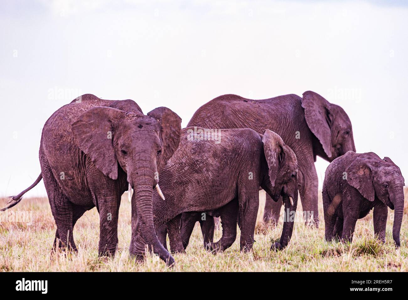 La riserva nazionale di Maasai Mara è un'area di savana preservata nel Kenya sudoccidentale, lungo il confine con la Tanzania. Tra i suoi animali vi sono i leoni, Foto Stock