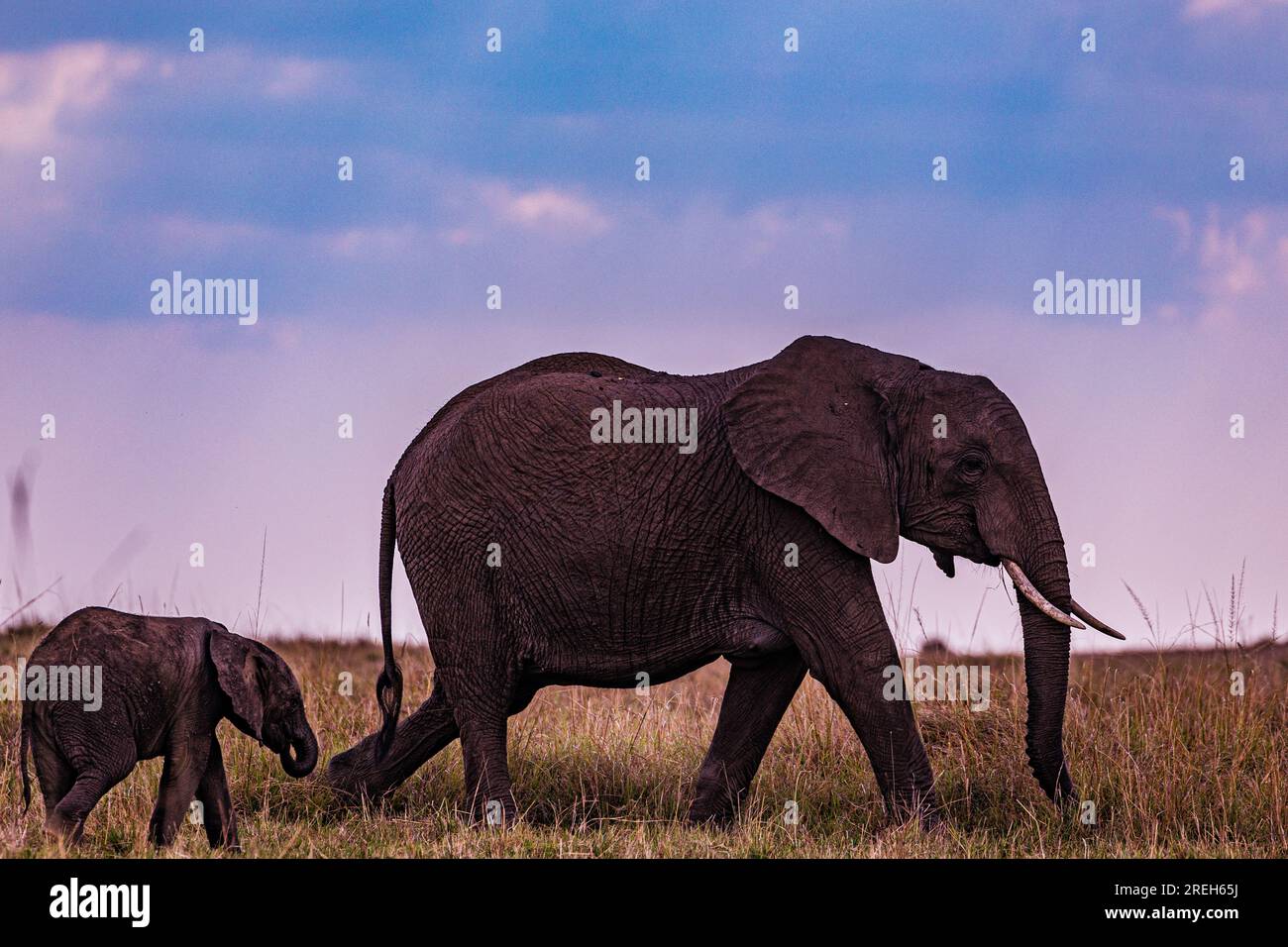 La riserva nazionale di Maasai Mara è un'area di savana preservata nel Kenya sudoccidentale, lungo il confine con la Tanzania. Tra i suoi animali vi sono i leoni, Foto Stock
