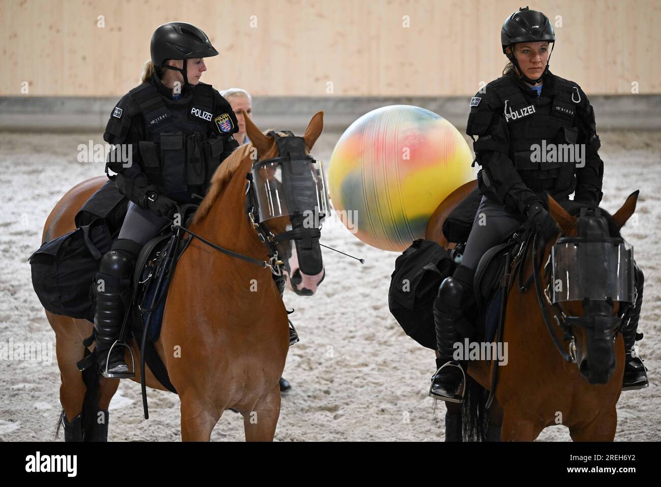 28 luglio 2023, Assia, Francoforte sul meno: Un cavallo di servizio dello squadrone equestre della polizia Frankfurt am Main riceve una palla ginnastica al suo estremo nel corso di una dimostrazione. Nell'ottobre 2004, fu fondata la squadra equestre centrale per lo stato dell'Assia. A causa della sua posizione nell'area del Reno-meno, Francoforte fu scelta come sede dell'unità di polizia in quel momento. Foto: Arne Dedert/dpa Foto Stock
