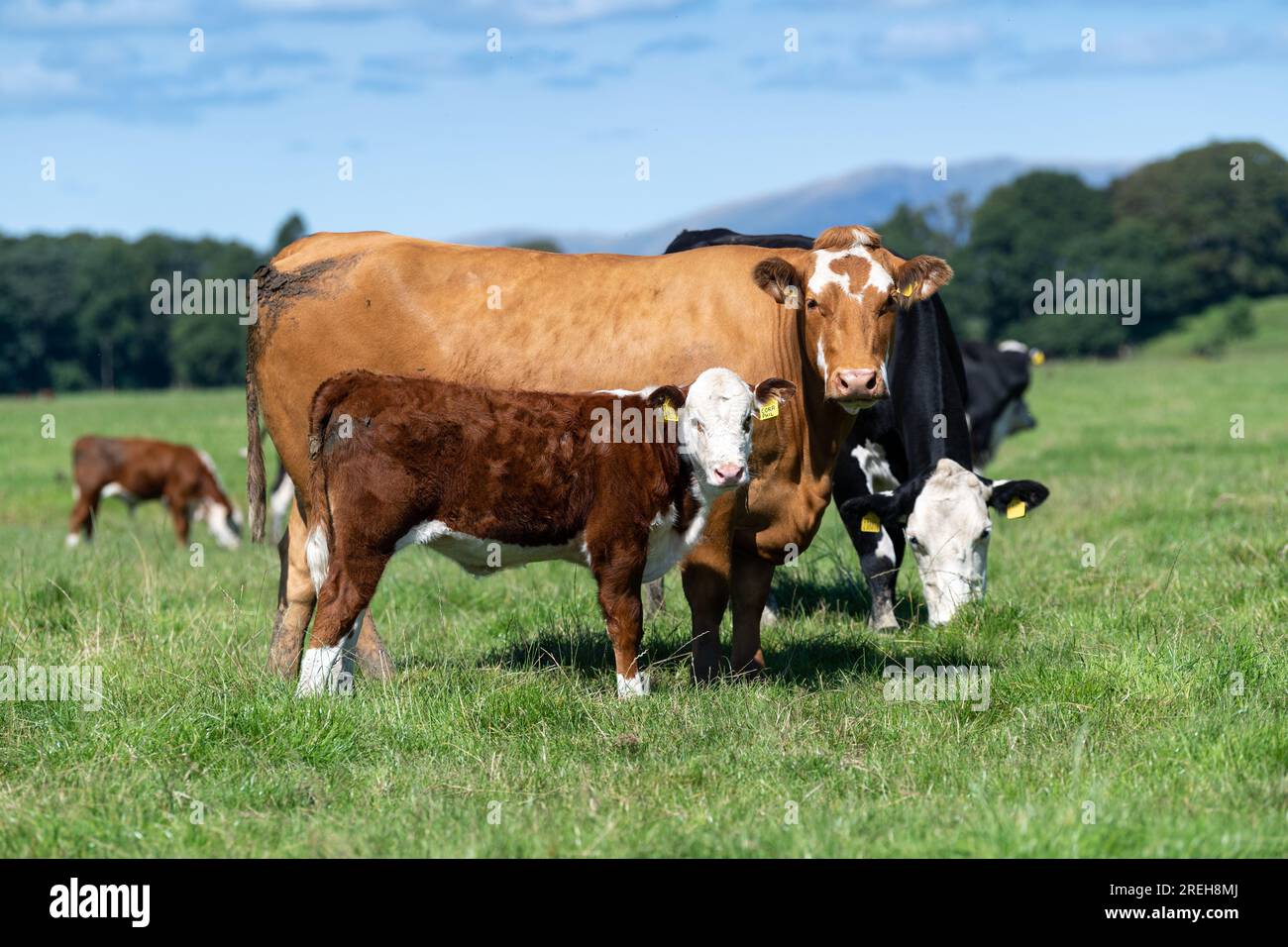 Vacche incrociate con vitelli Hereford pedigree a piedi in seguito alla procedura di trapianto di embrioni. Cumbria, Regno Unito. Foto Stock