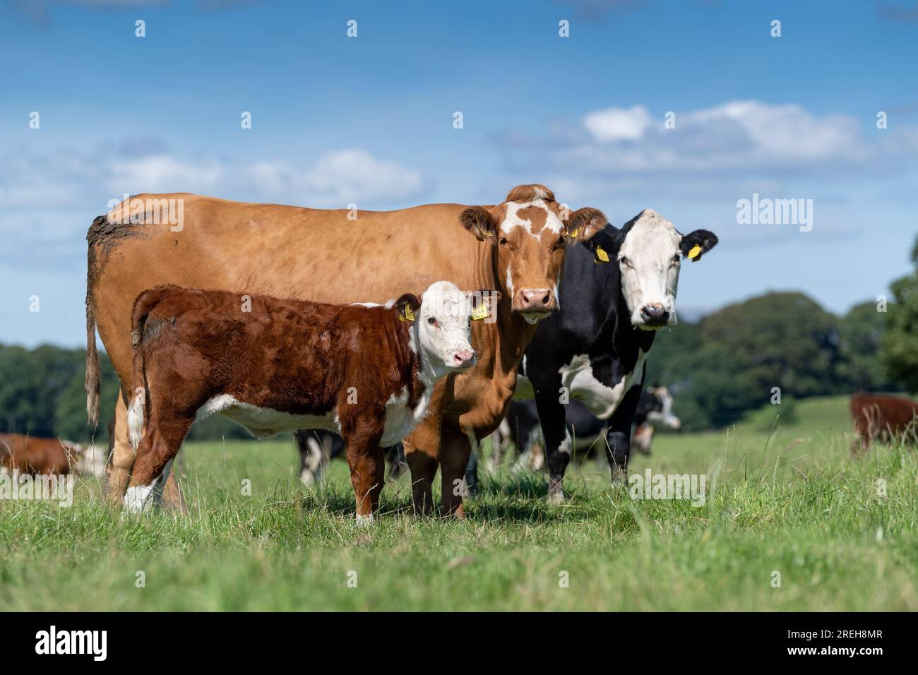 Vacche incrociate con vitelli Hereford pedigree a piedi in seguito alla procedura di trapianto di embrioni. Cumbria, Regno Unito. Foto Stock