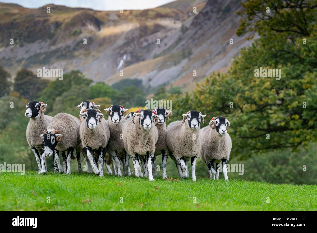 Gregge di pecore di Swaledale nel Lake District, Cumbria, Regno Unito. Foto Stock