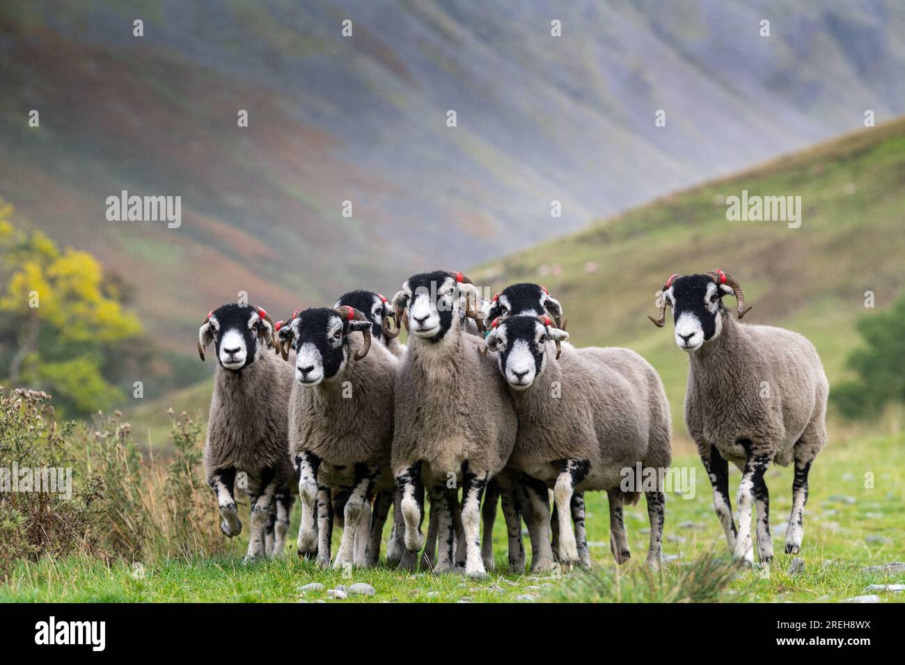 Gregge di pecore di Swaledale nel Lake District, Cumbria, Regno Unito. Foto Stock