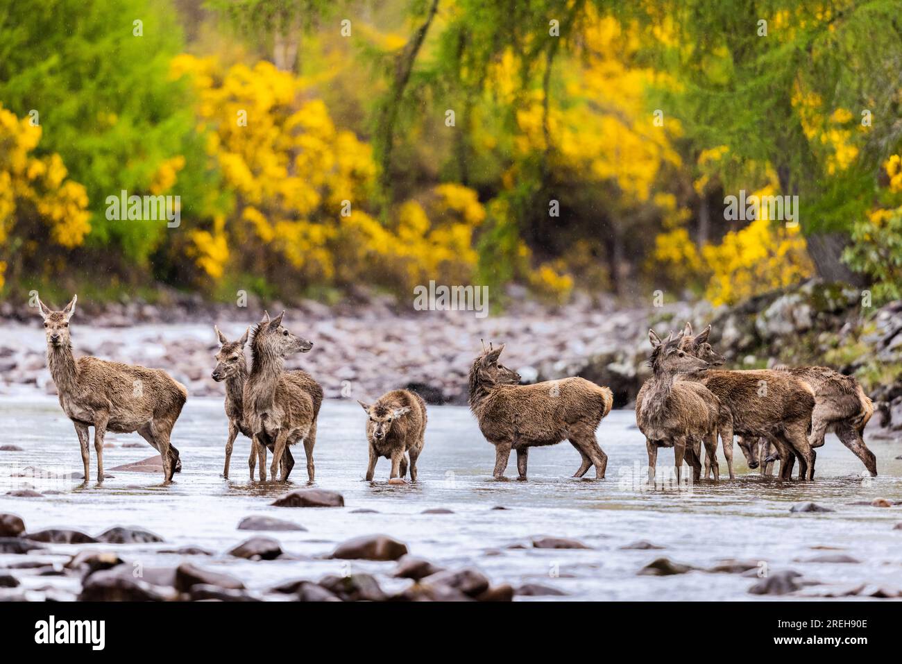 Un gruppo di Red Deer che si trova sul fiume Applecross in Scozia. Foto Stock