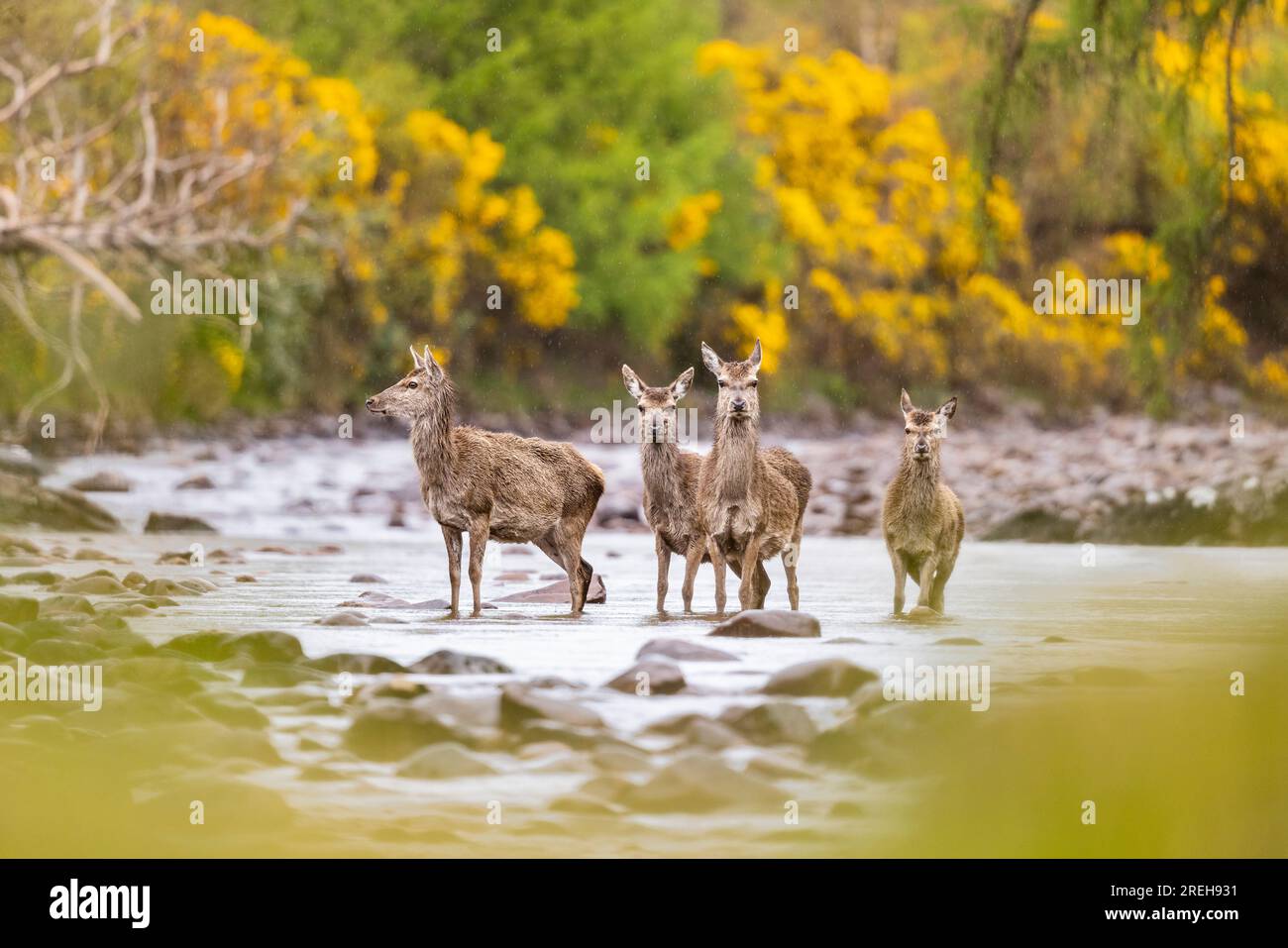 Un gruppo di Red Deer che si trova sul fiume Applecross in Scozia. Foto Stock