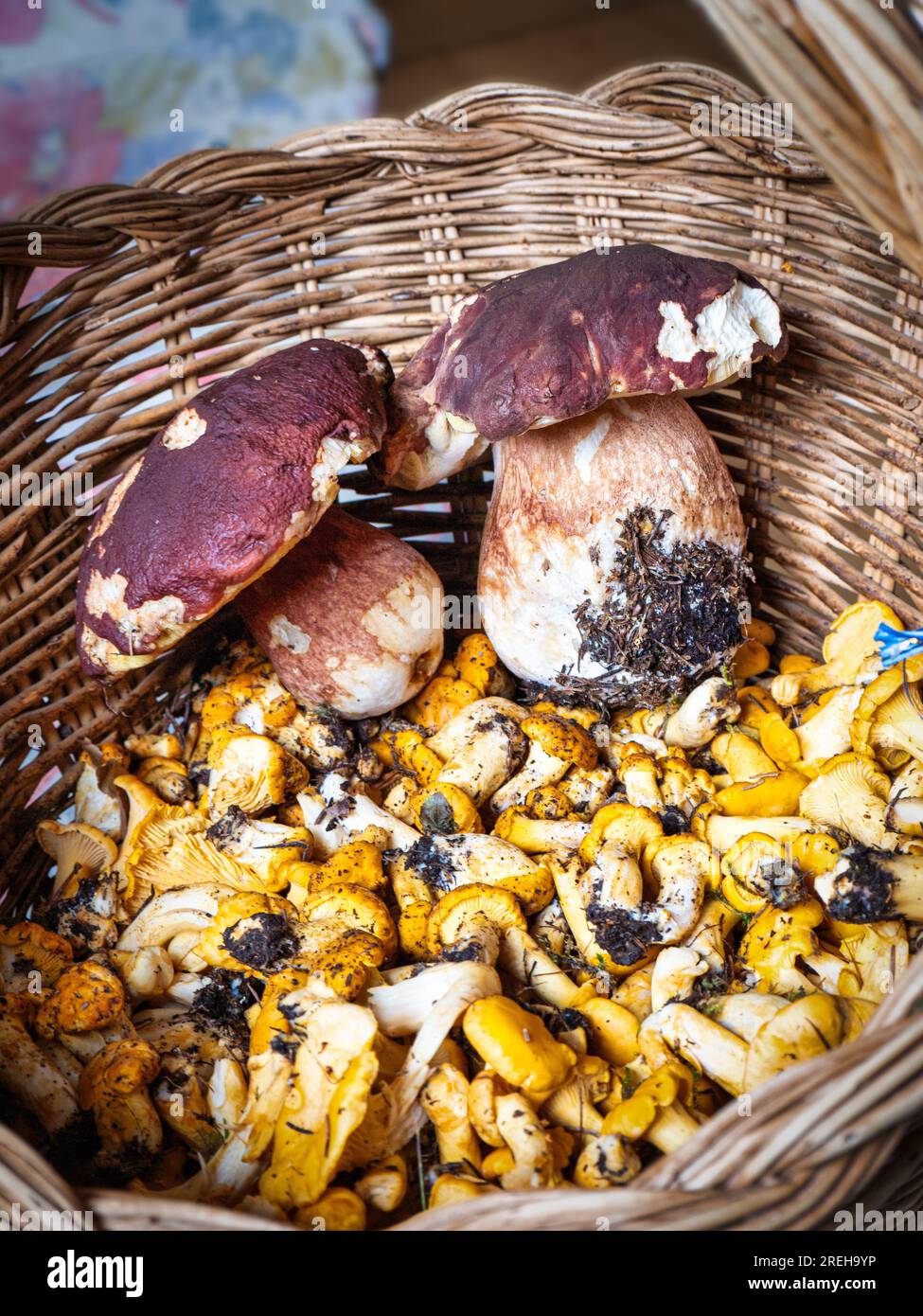 Cesto di funghi: Boletus Edulis e Chantarellus, alto Adige, Italia Foto Stock