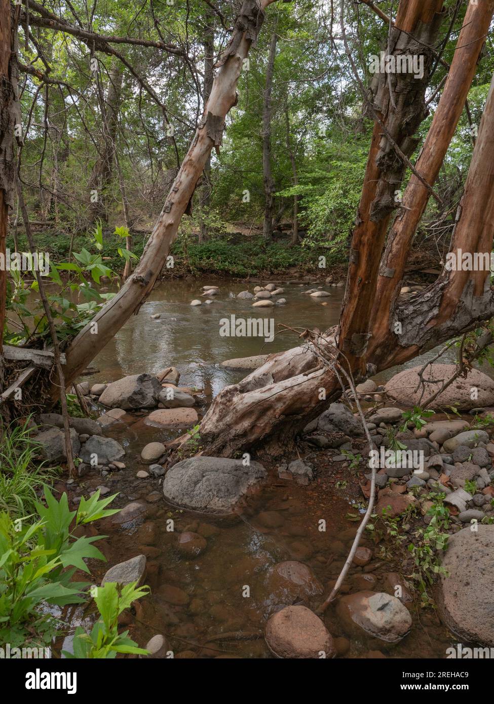 Alberi storti lungo un fiume nella foresta Foto Stock