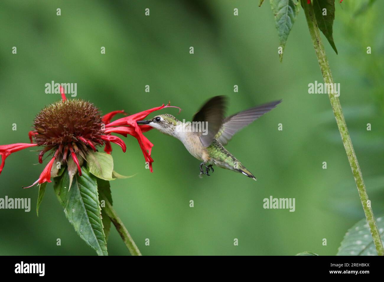 colombaldo dalla gola di rubino femminile Archilochus colubris che si nutre di fiori in estate Foto Stock