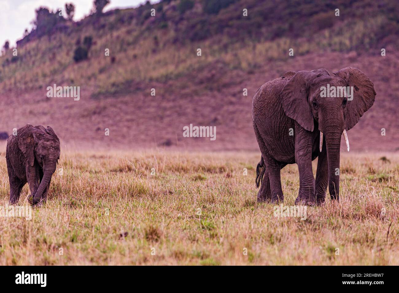 La riserva nazionale di Maasai Mara è un'area di savana preservata nel Kenya sudoccidentale, lungo il confine con la Tanzania. Tra i suoi animali vi sono i leoni, Foto Stock