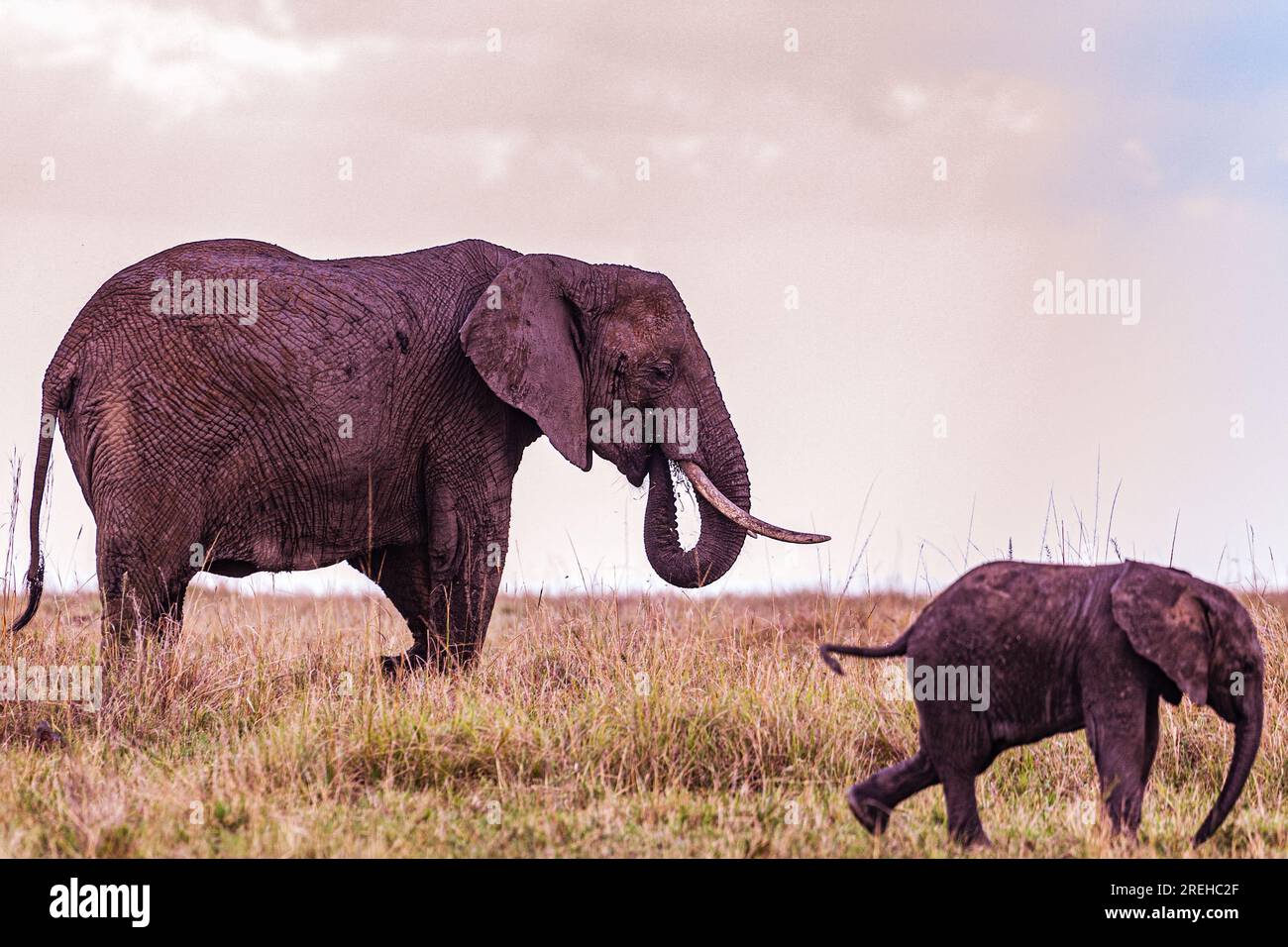 La riserva nazionale di Maasai Mara è un'area di savana preservata nel Kenya sudoccidentale, lungo il confine con la Tanzania. Tra i suoi animali vi sono i leoni, Foto Stock