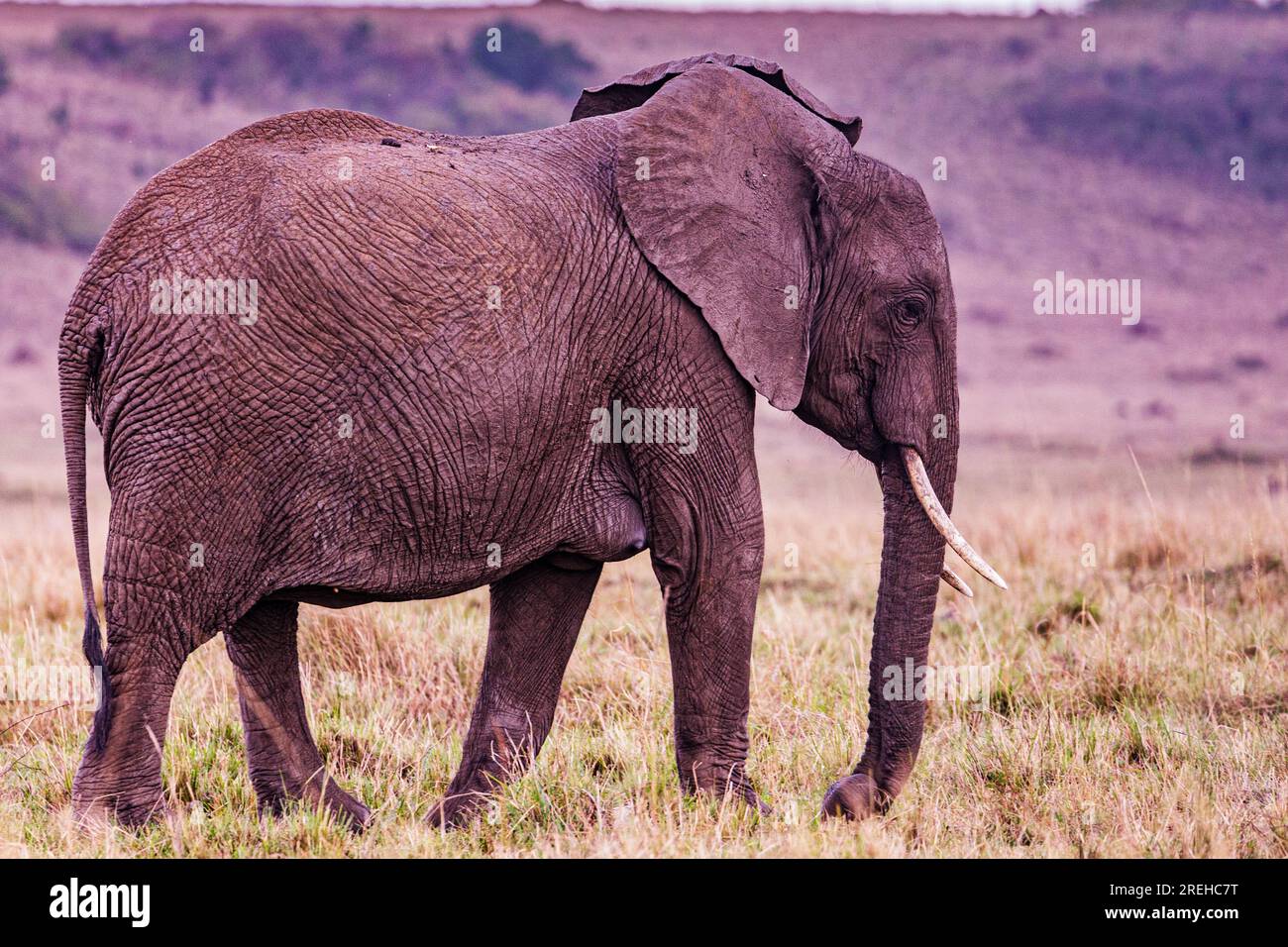 La riserva nazionale di Maasai Mara è un'area di savana preservata nel Kenya sudoccidentale, lungo il confine con la Tanzania. Tra i suoi animali vi sono i leoni, Foto Stock