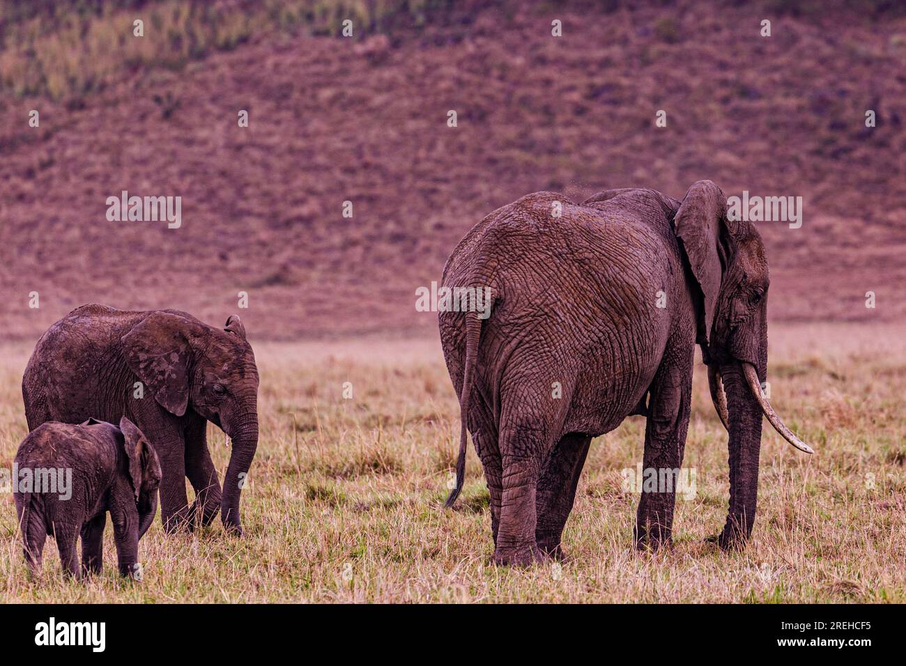 La riserva nazionale di Maasai Mara è un'area di savana preservata nel Kenya sudoccidentale, lungo il confine con la Tanzania. Tra i suoi animali vi sono i leoni, Foto Stock