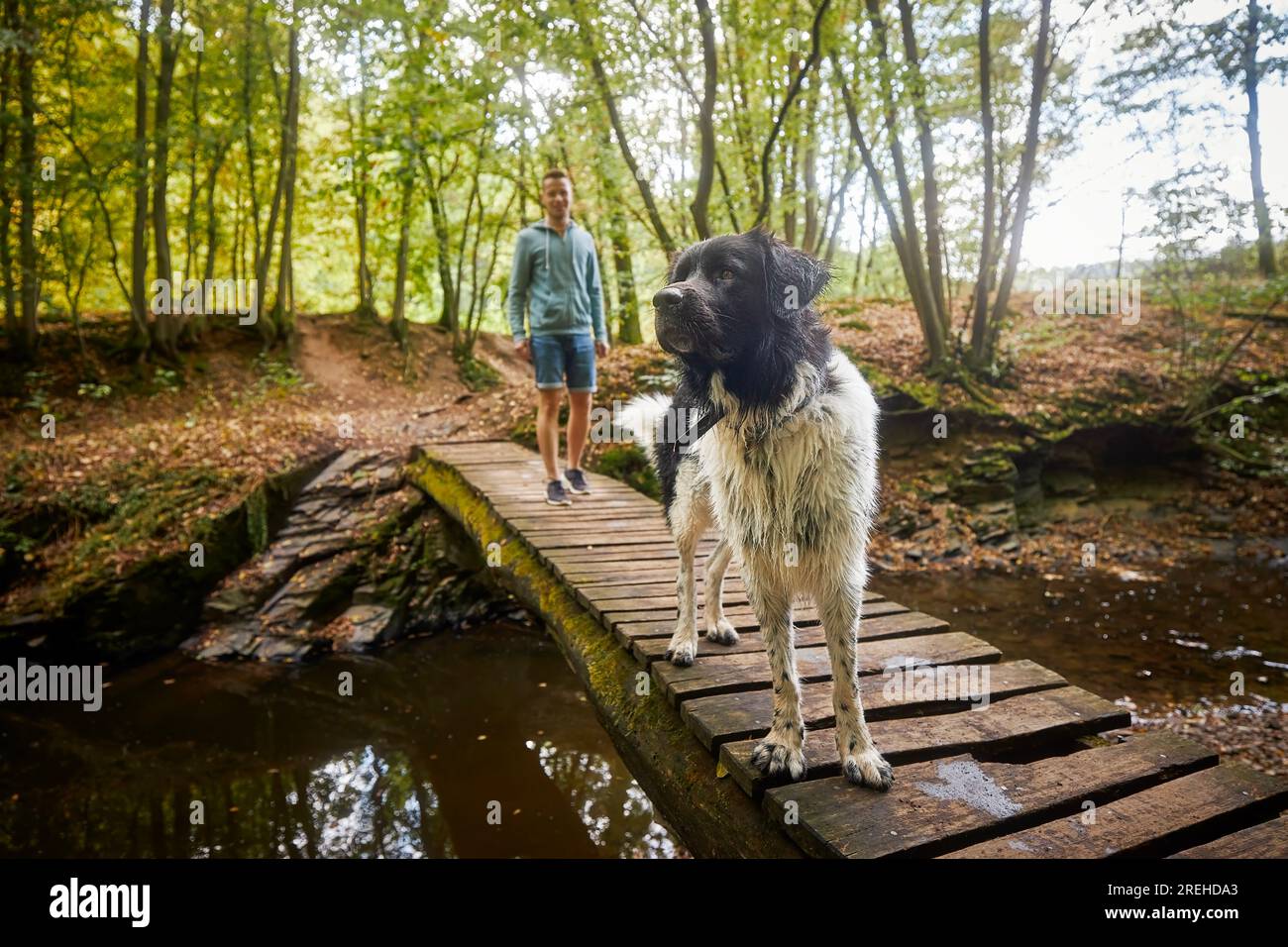 Uomo felice con cane su passerella di legno sul fiume. Ritratto del cane da montagna ceco con il suo proprietario durante una passeggiata nella natura. Foto Stock