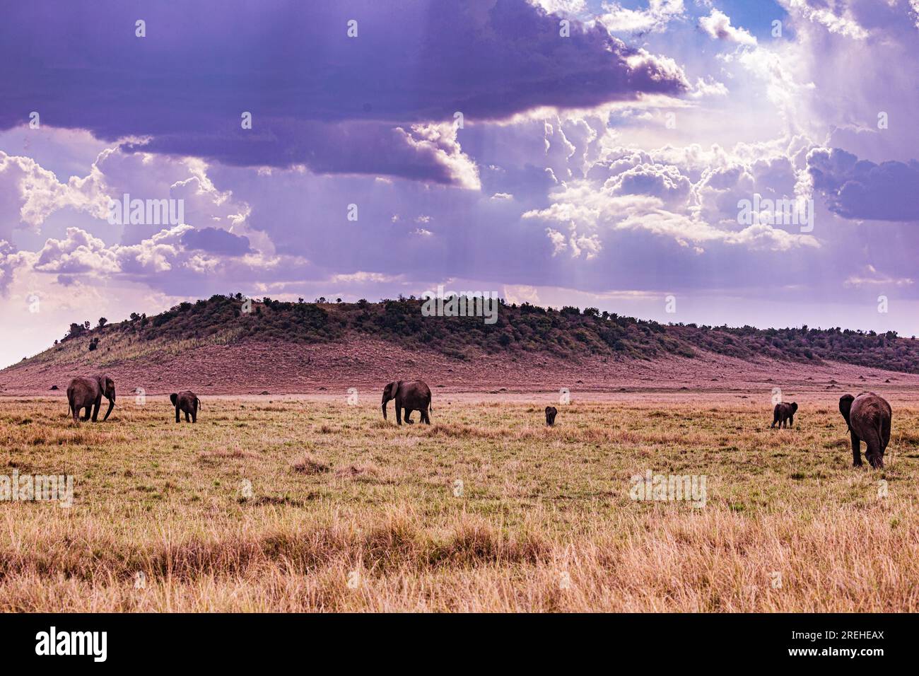 La riserva nazionale di Maasai Mara è un'area di savana preservata nel Kenya sudoccidentale, lungo il confine con la Tanzania. Tra i suoi animali vi sono i leoni, Foto Stock