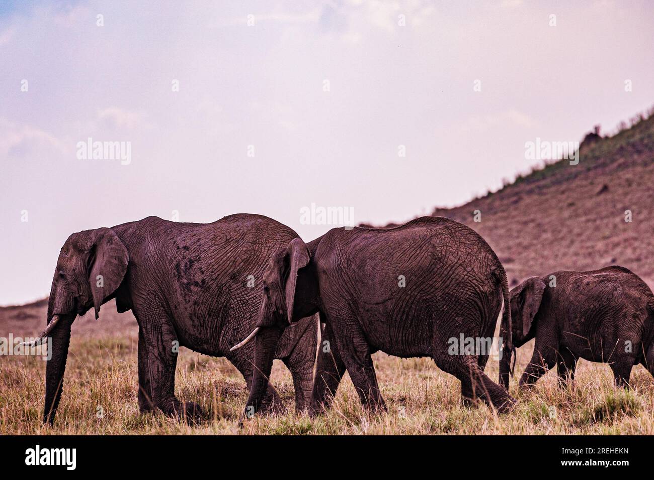 La riserva nazionale di Maasai Mara è un'area di savana preservata nel Kenya sudoccidentale, lungo il confine con la Tanzania. Tra i suoi animali vi sono i leoni, Foto Stock
