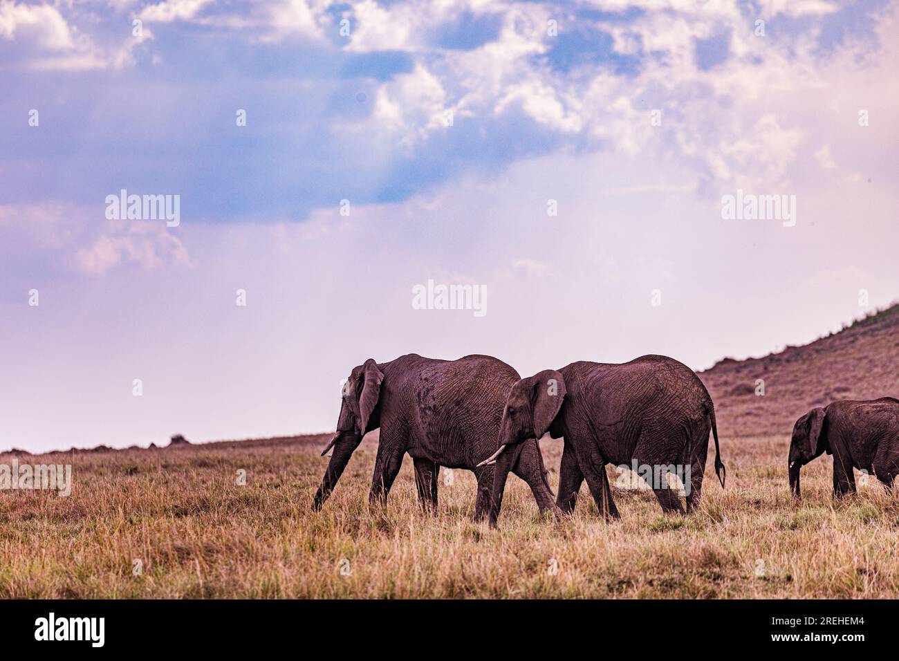 La riserva nazionale di Maasai Mara è un'area di savana preservata nel Kenya sudoccidentale, lungo il confine con la Tanzania. Tra i suoi animali vi sono i leoni, Foto Stock