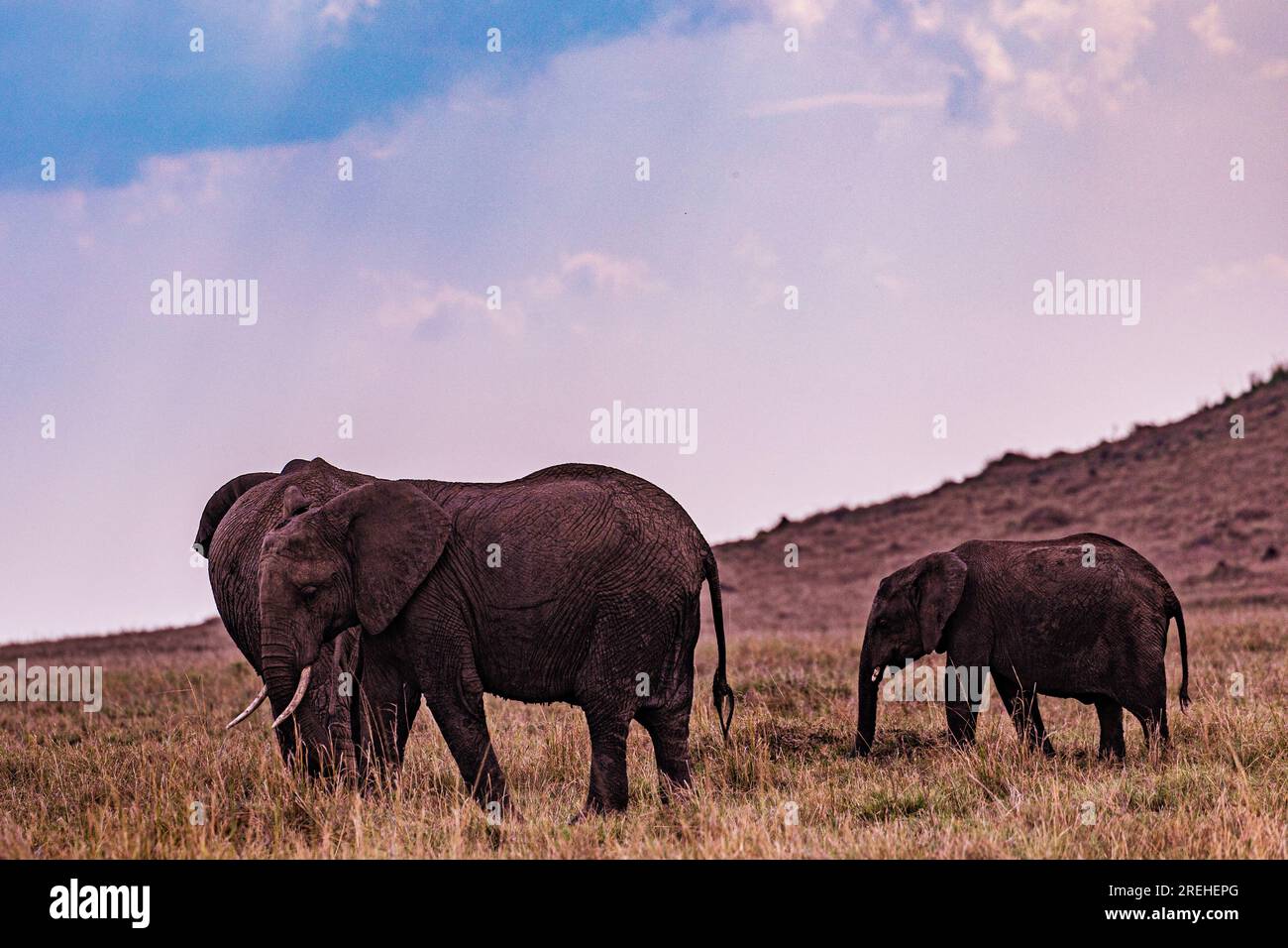 La riserva nazionale di Maasai Mara è un'area di savana preservata nel Kenya sudoccidentale, lungo il confine con la Tanzania. Tra i suoi animali vi sono i leoni, Foto Stock