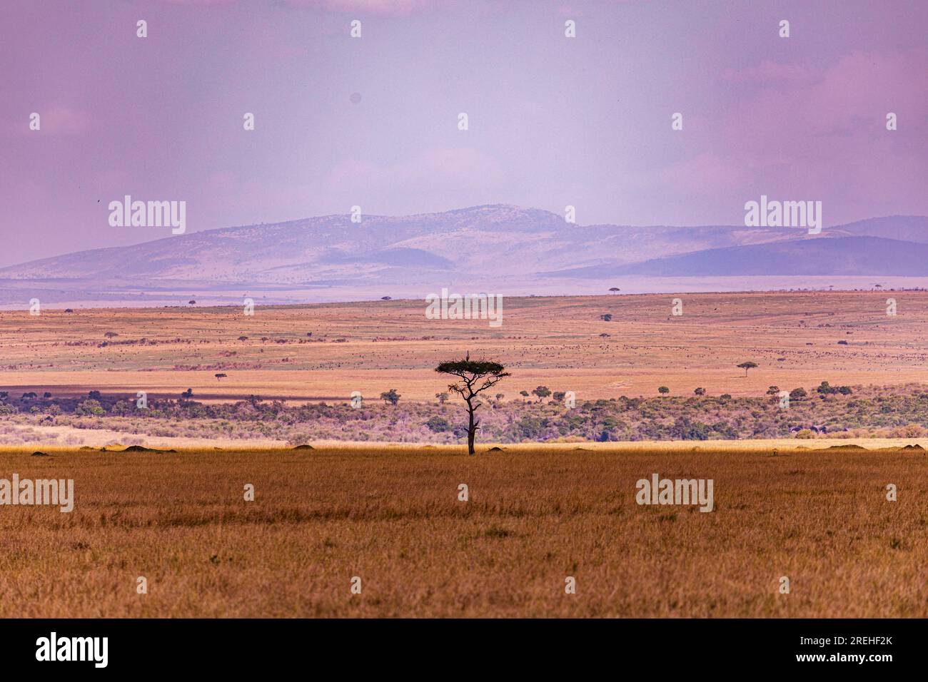 La riserva nazionale di Maasai Mara è un'area di savana preservata nel Kenya sudoccidentale, lungo il confine con la Tanzania. Tra i suoi animali vi sono i leoni, Foto Stock