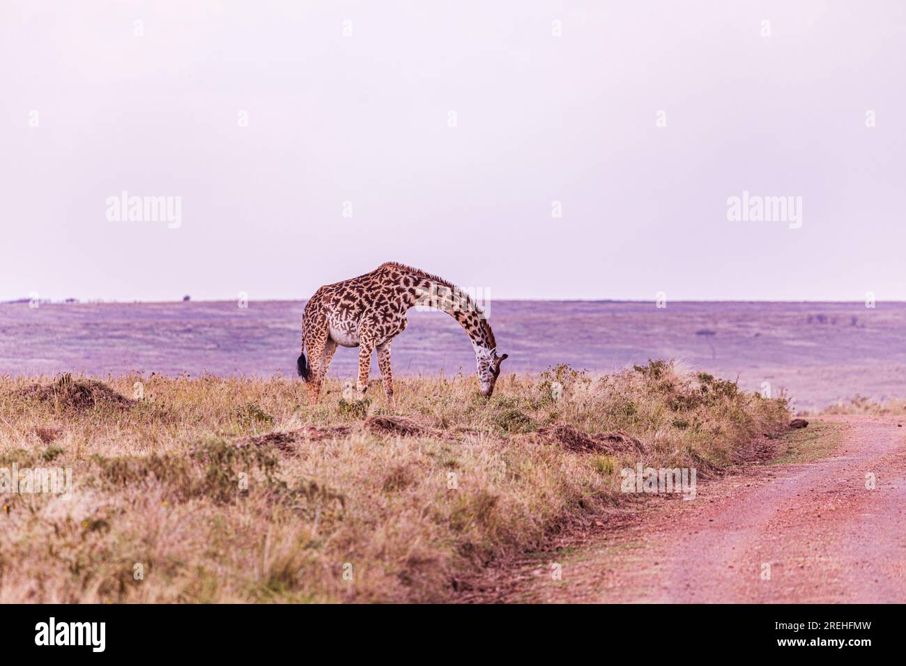 La riserva nazionale di Maasai Mara è un'area di savana preservata nel Kenya sudoccidentale, lungo il confine con la Tanzania. Tra i suoi animali vi sono i leoni, Foto Stock