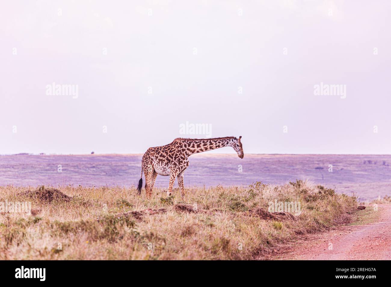 La riserva nazionale di Maasai Mara è un'area di savana preservata nel Kenya sudoccidentale, lungo il confine con la Tanzania. Tra i suoi animali vi sono i leoni, Foto Stock