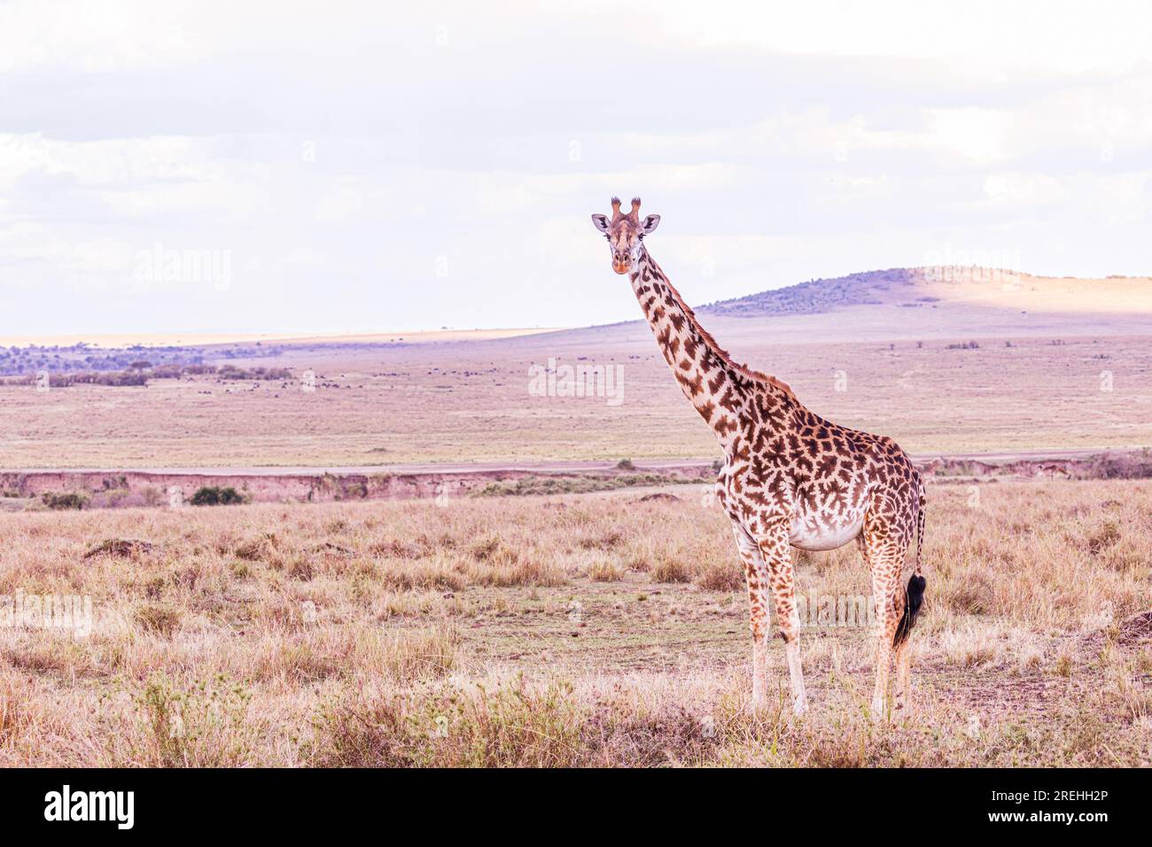 La riserva nazionale di Maasai Mara è un'area di savana preservata nel Kenya sudoccidentale, lungo il confine con la Tanzania. Tra i suoi animali vi sono i leoni, Foto Stock