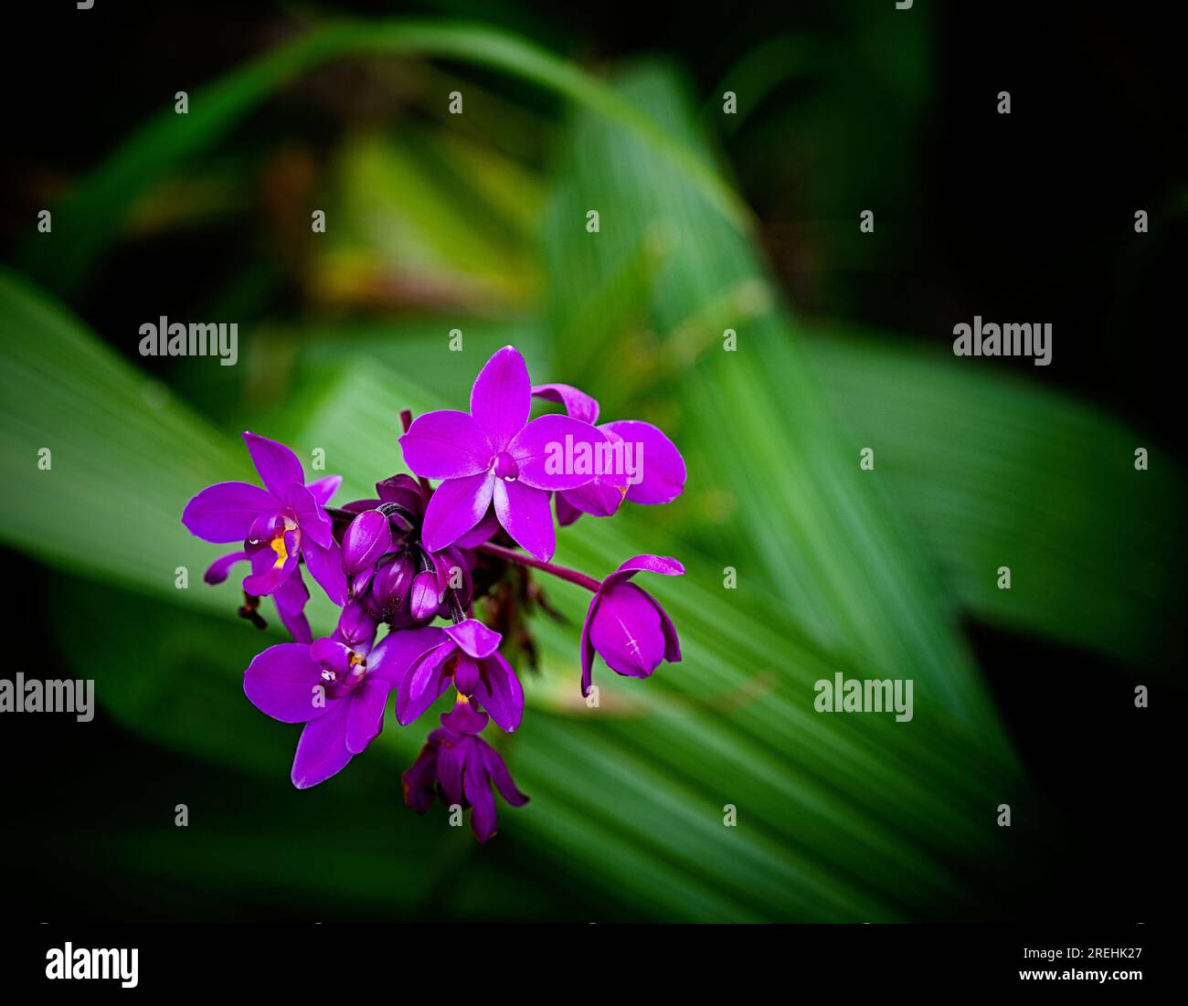 Orchidea Foto Stock